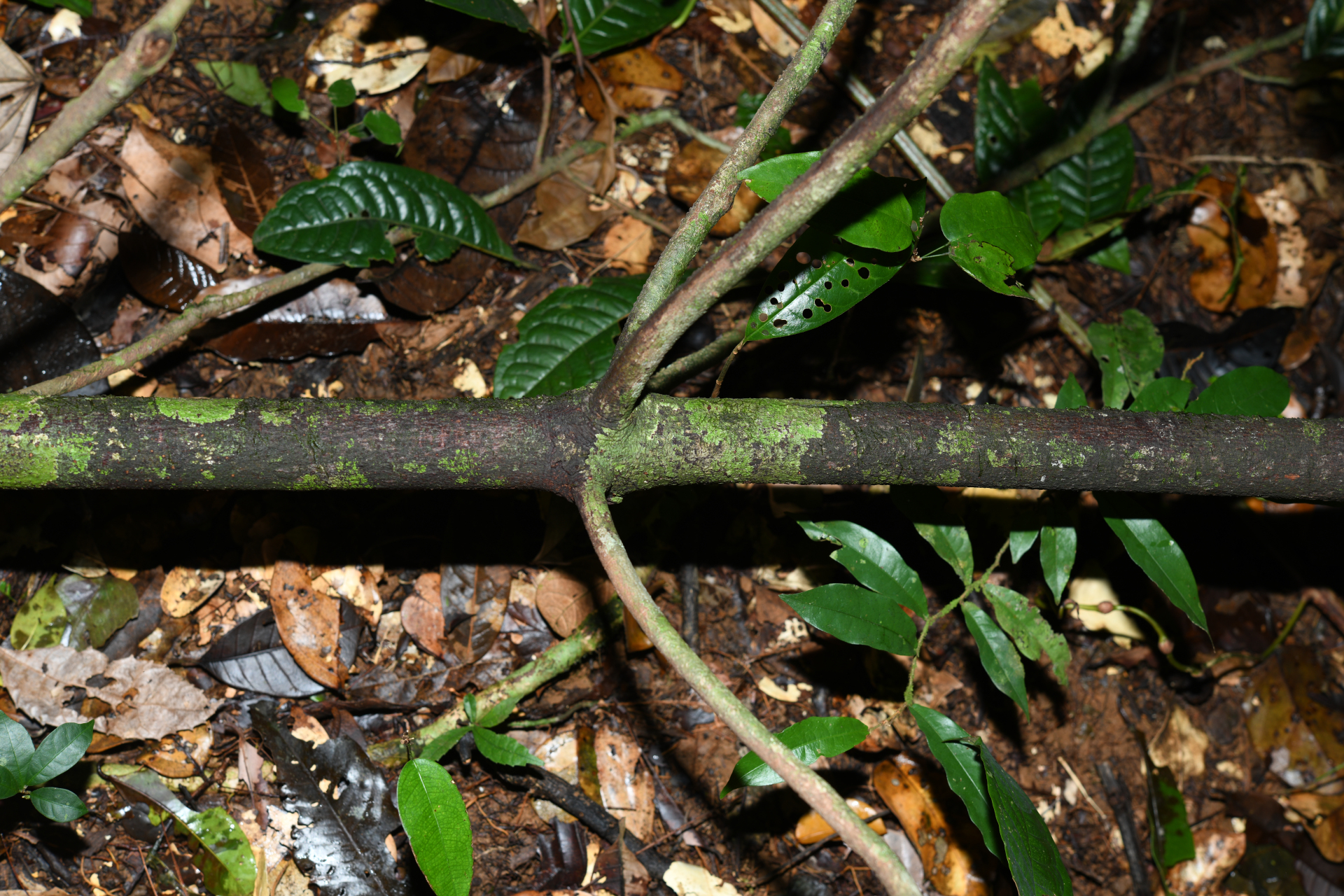 Iryanthera hostmannii (Benth.) Warb. - Photo Bivouac Naturaliste