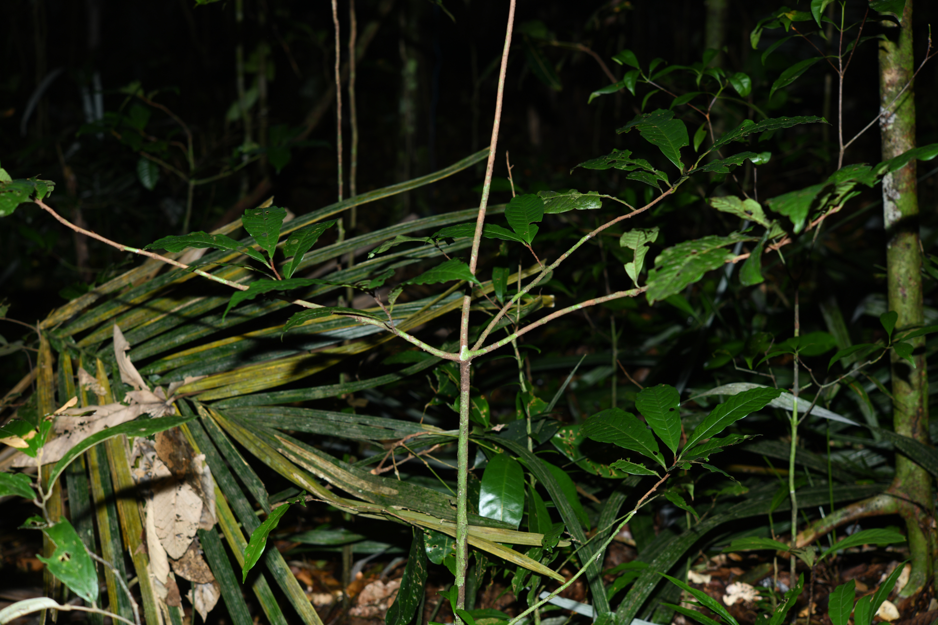 Iryanthera hostmannii (Benth.) Warb. - Photo Bivouac Naturaliste