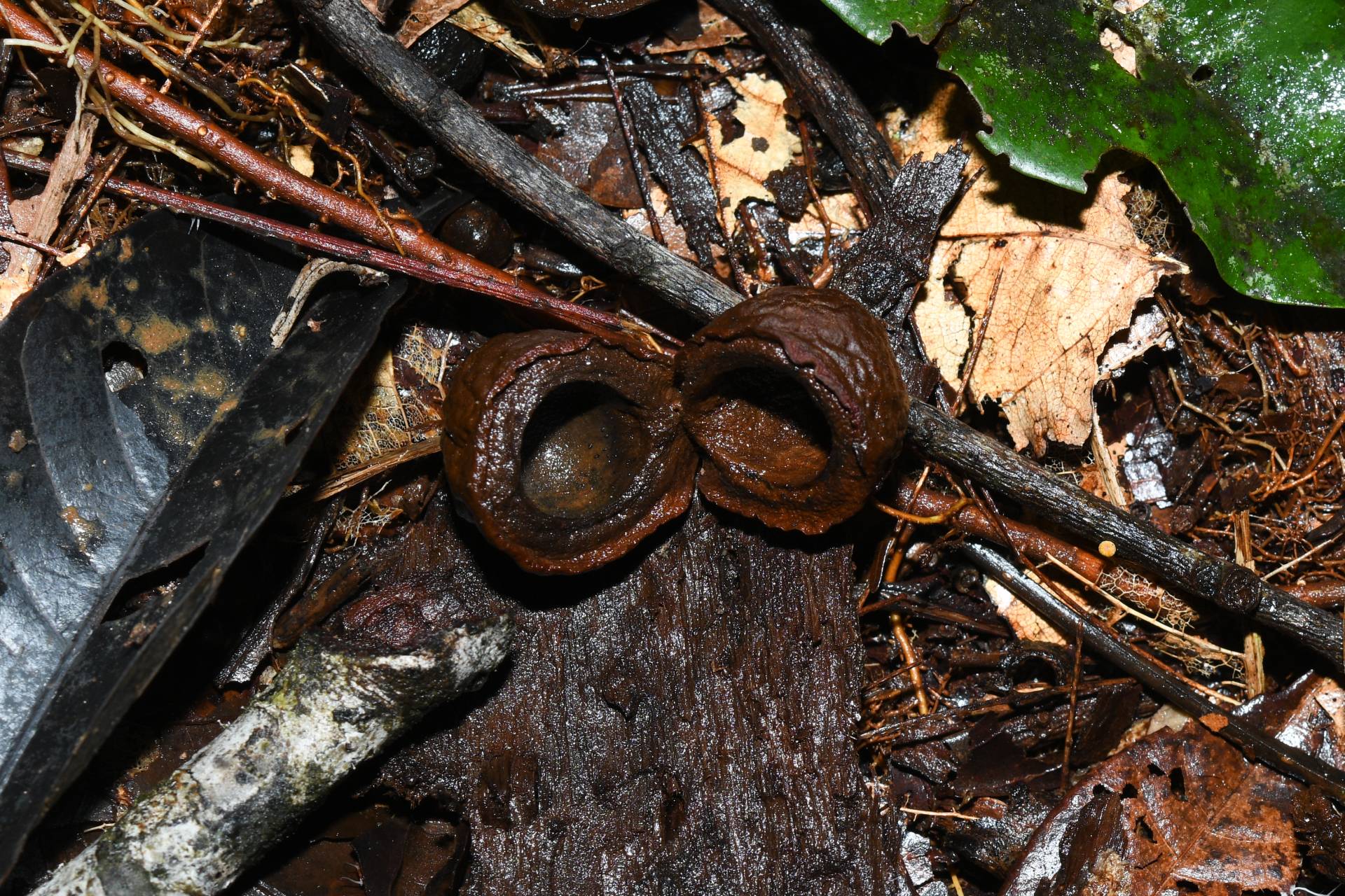 Iryanthera hostmannii (Benth.) Warb. - Photo Bivouac Naturaliste