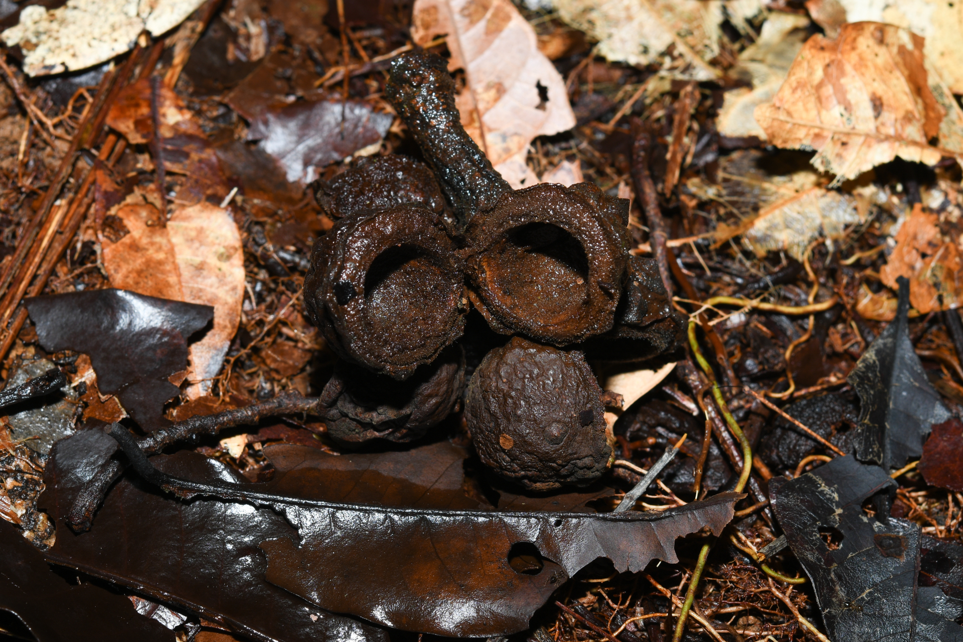 Iryanthera hostmannii (Benth.) Warb. - Photo Bivouac Naturaliste