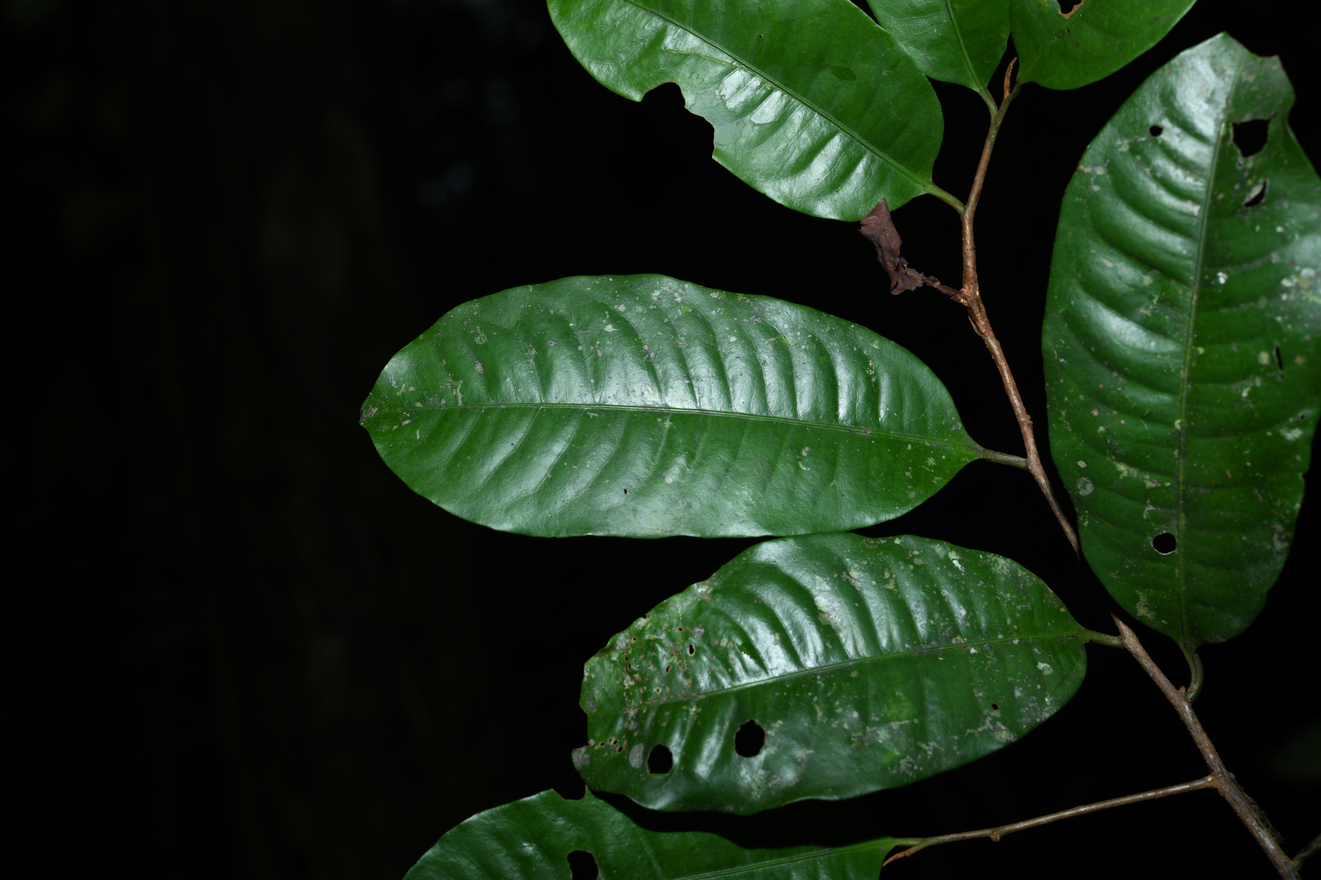 Iryanthera hostmannii (Benth.) Warb. - Photo Bivouac Naturaliste