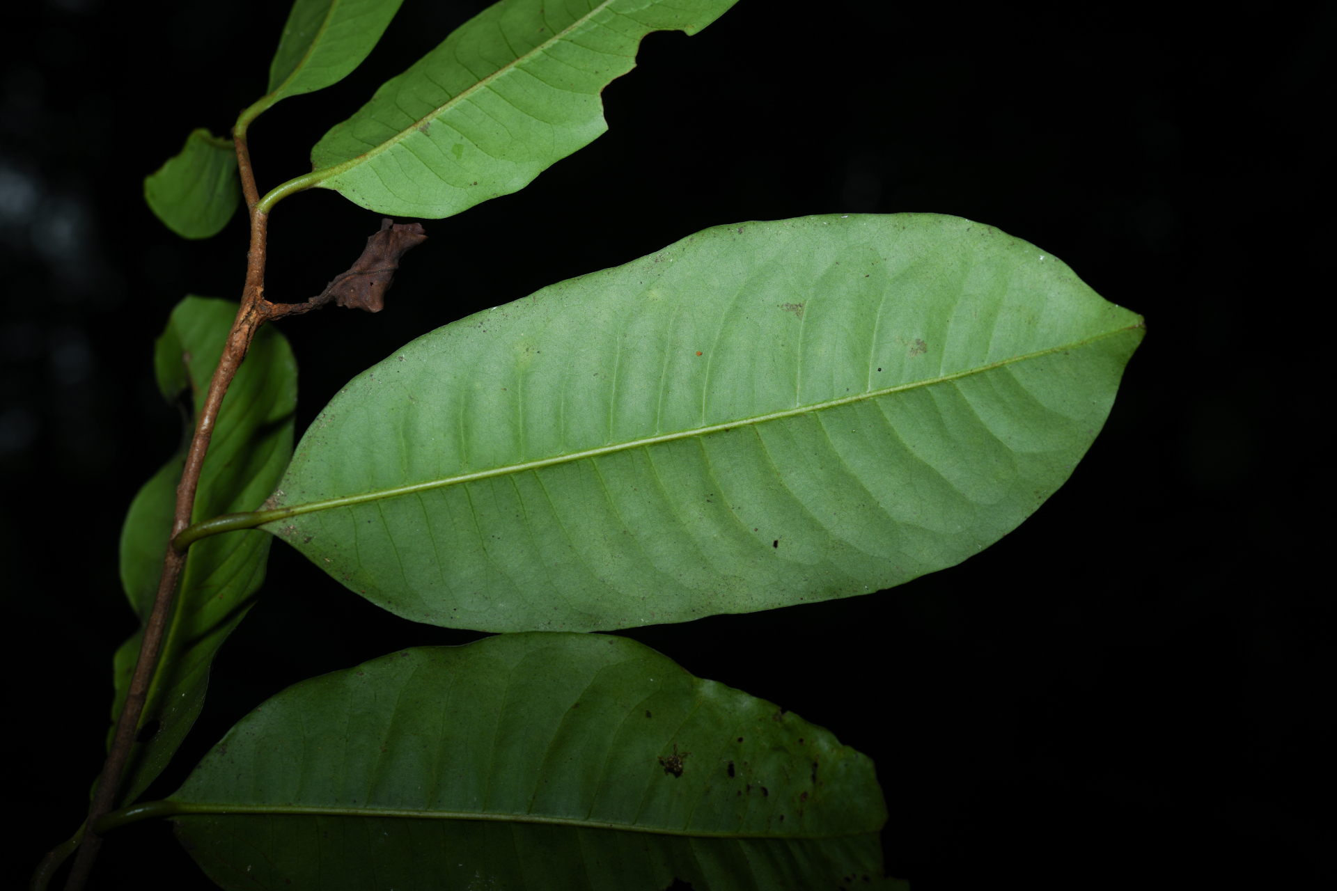 Iryanthera hostmannii (Benth.) Warb. - Photo Bivouac Naturaliste