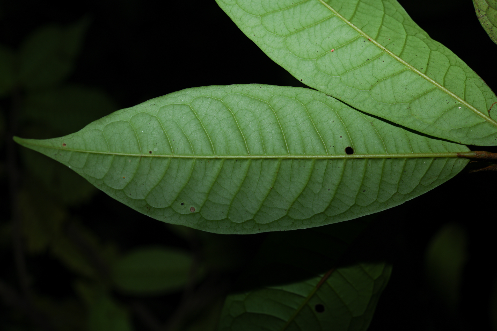 Iryanthera hostmannii (Benth.) Warb. - Photo Bivouac Naturaliste