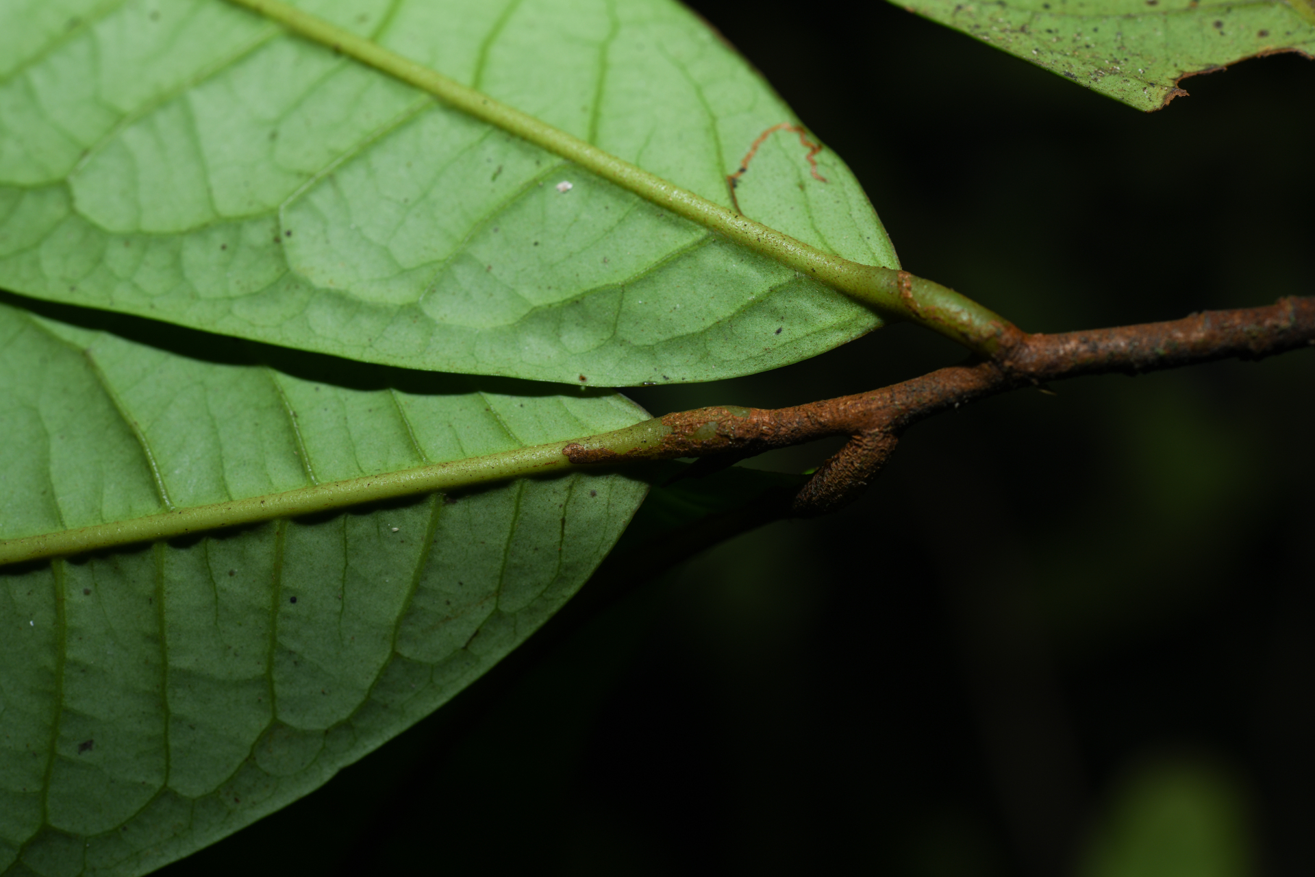 Iryanthera hostmannii (Benth.) Warb. - Photo Bivouac Naturaliste