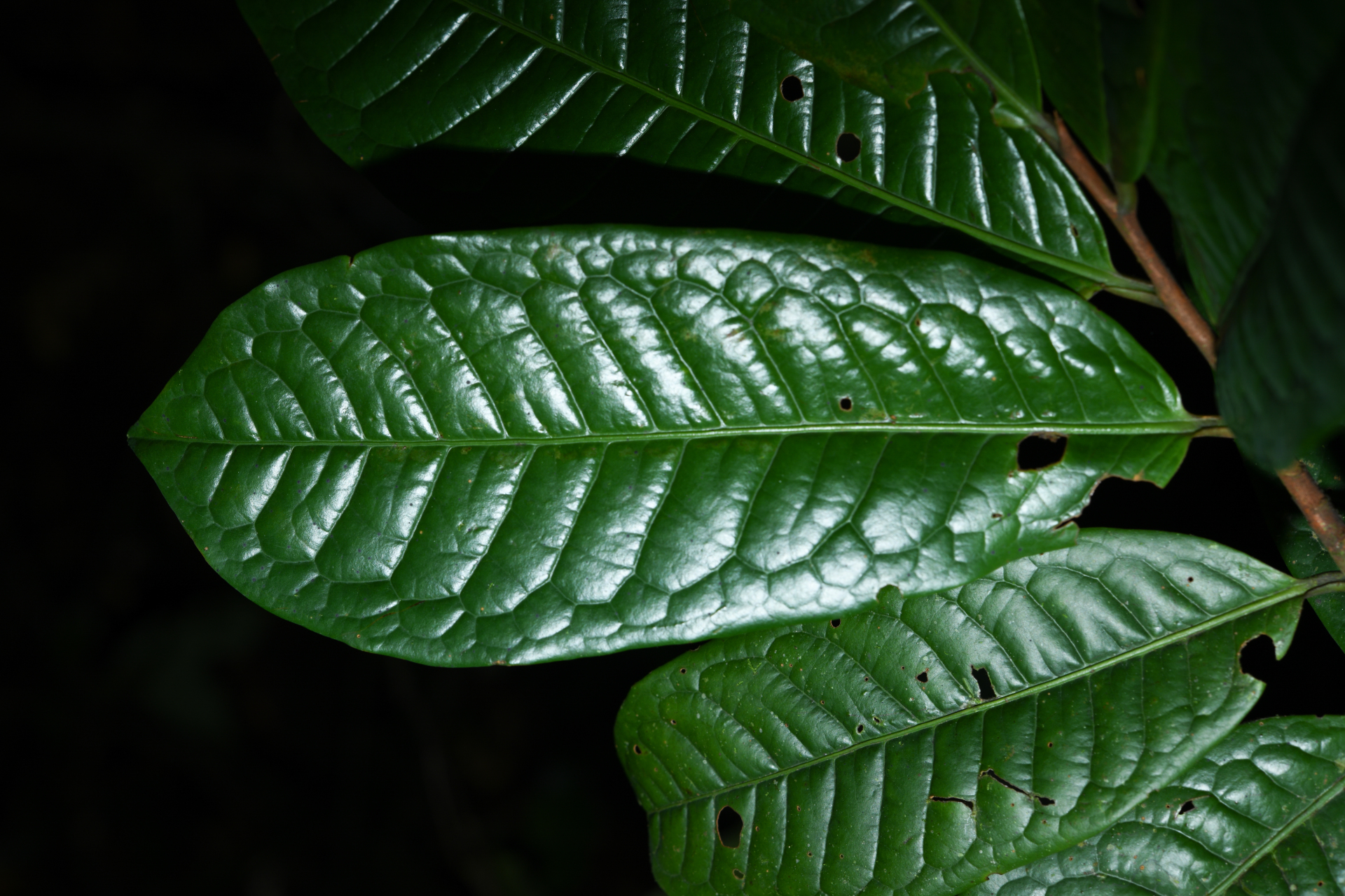 Iryanthera hostmannii (Benth.) Warb. - Photo Bivouac Naturaliste