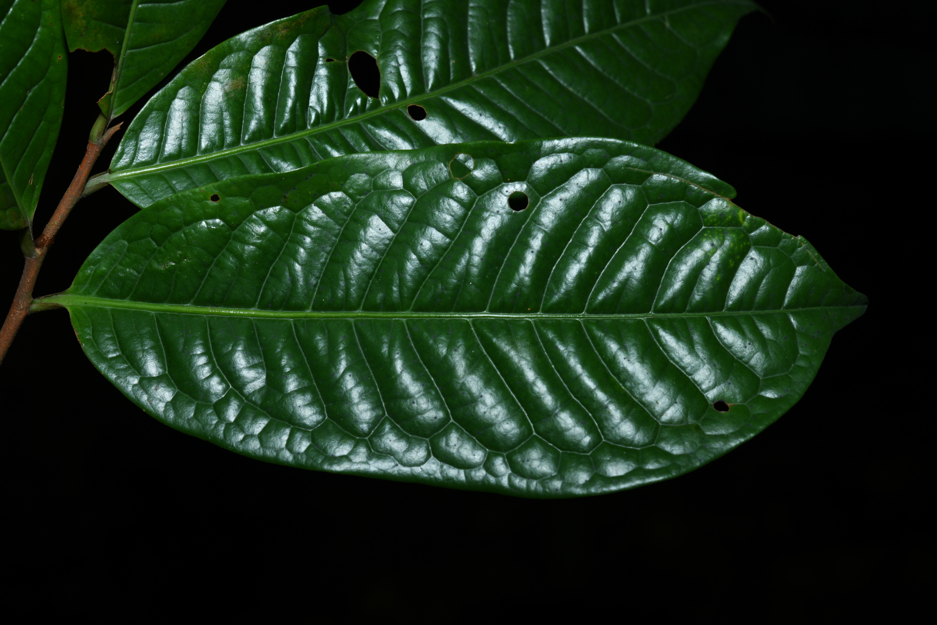 Iryanthera hostmannii (Benth.) Warb. - Photo Bivouac Naturaliste