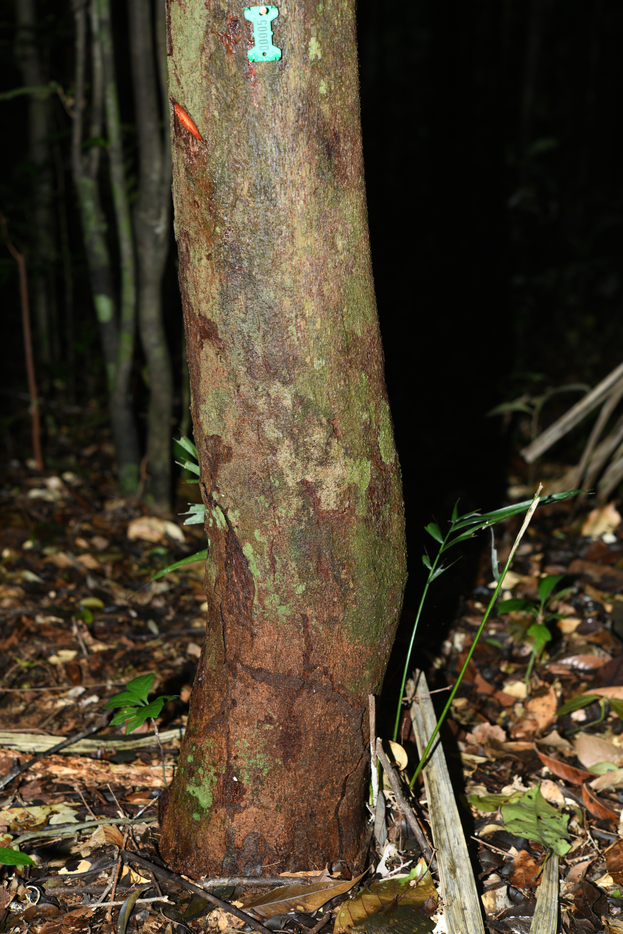 Iryanthera hostmannii (Benth.) Warb. - Photo Bivouac Naturaliste