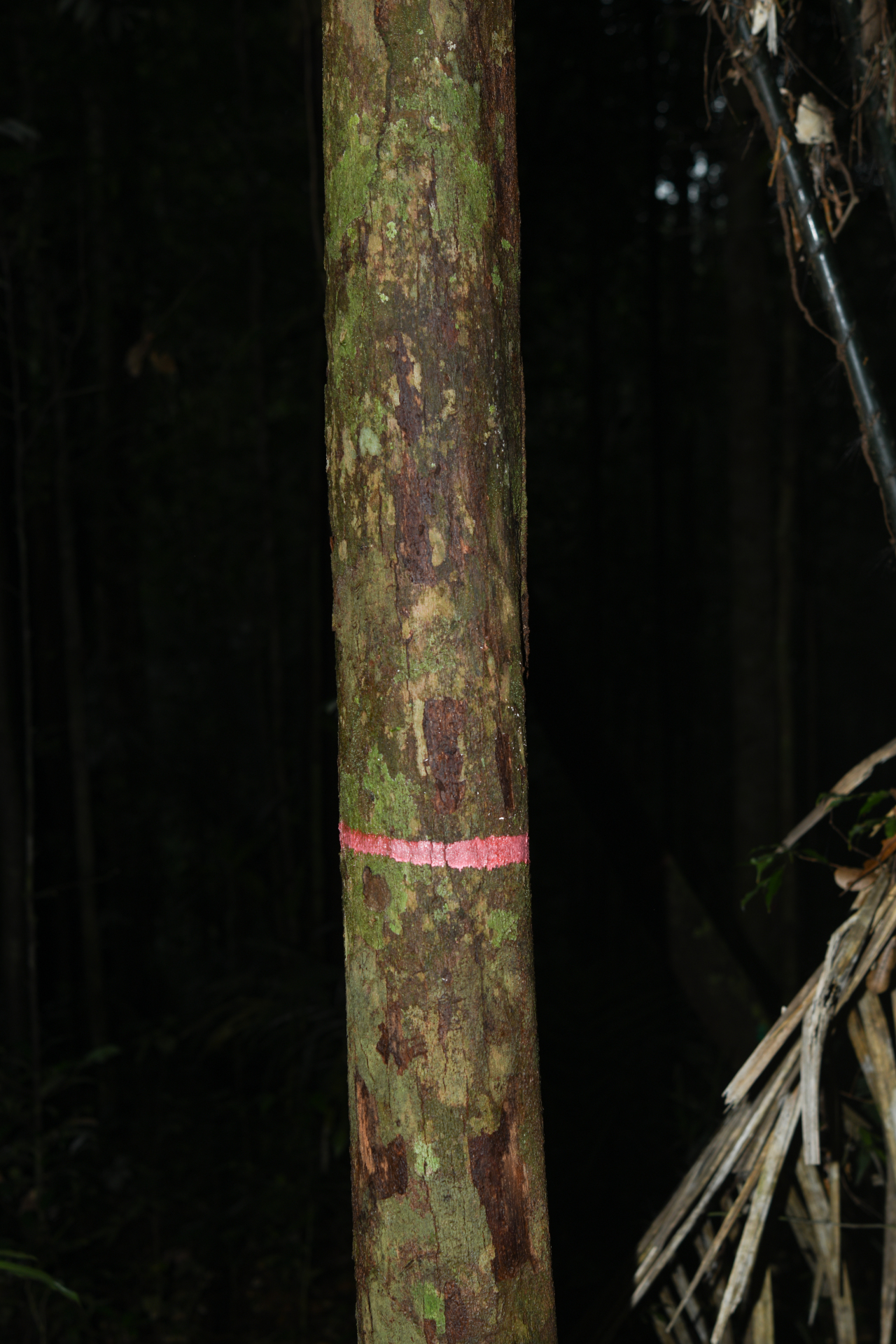 Iryanthera hostmannii (Benth.) Warb. - Photo Bivouac Naturaliste