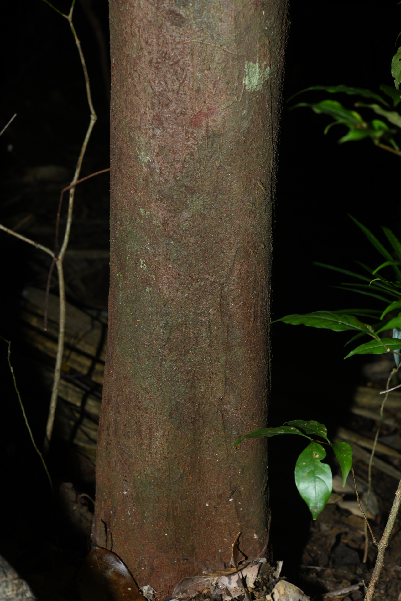 Iryanthera hostmannii (Benth.) Warb. - Photo Bivouac Naturaliste