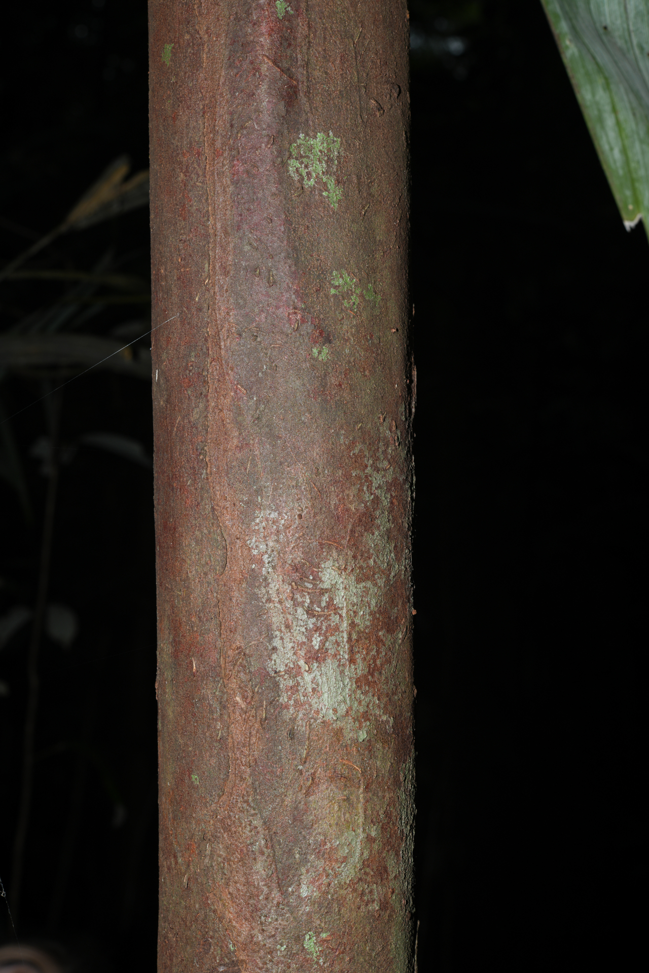 Iryanthera hostmannii (Benth.) Warb. - Photo Bivouac Naturaliste