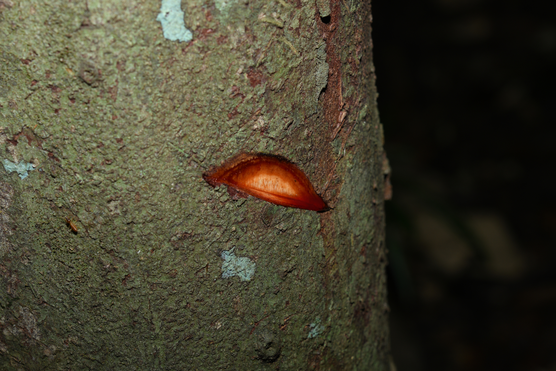 Iryanthera hostmannii (Benth.) Warb. - Photo Bivouac Naturaliste