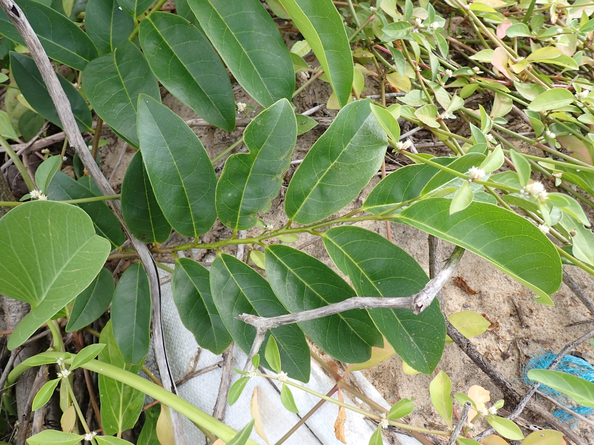 Annona glabra Forssk. - Photo Bivouac Naturaliste