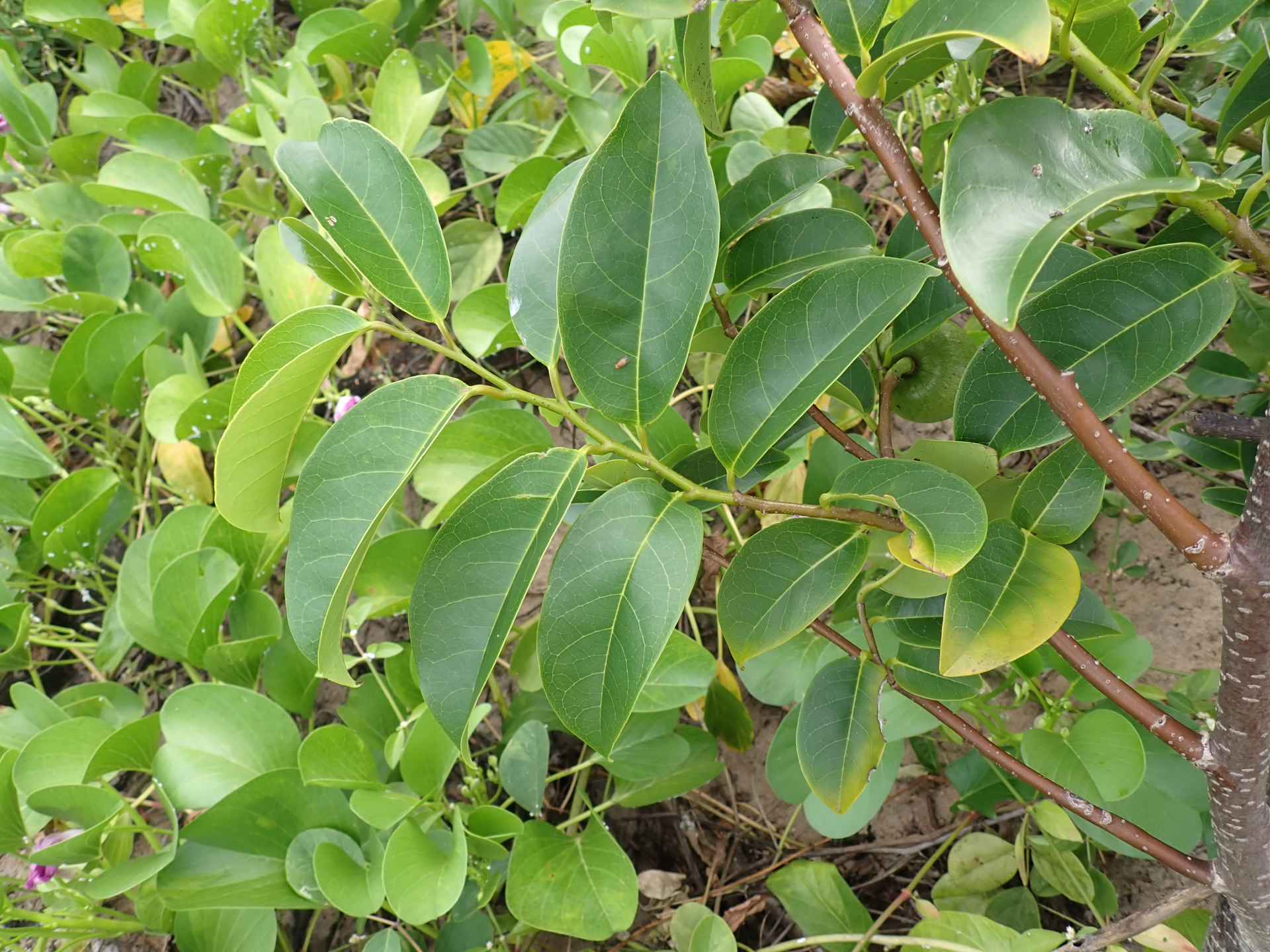 Annona glabra Forssk. - Photo Bivouac Naturaliste