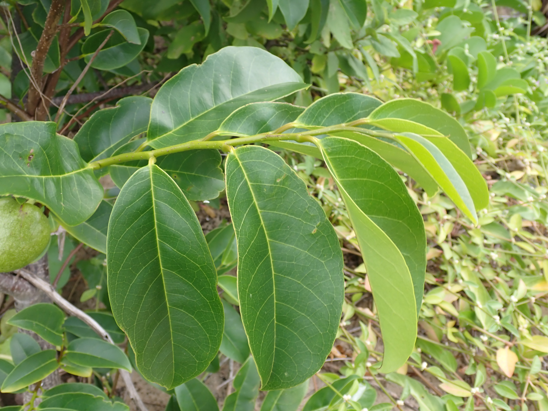 Annona glabra Forssk. - Photo Bivouac Naturaliste