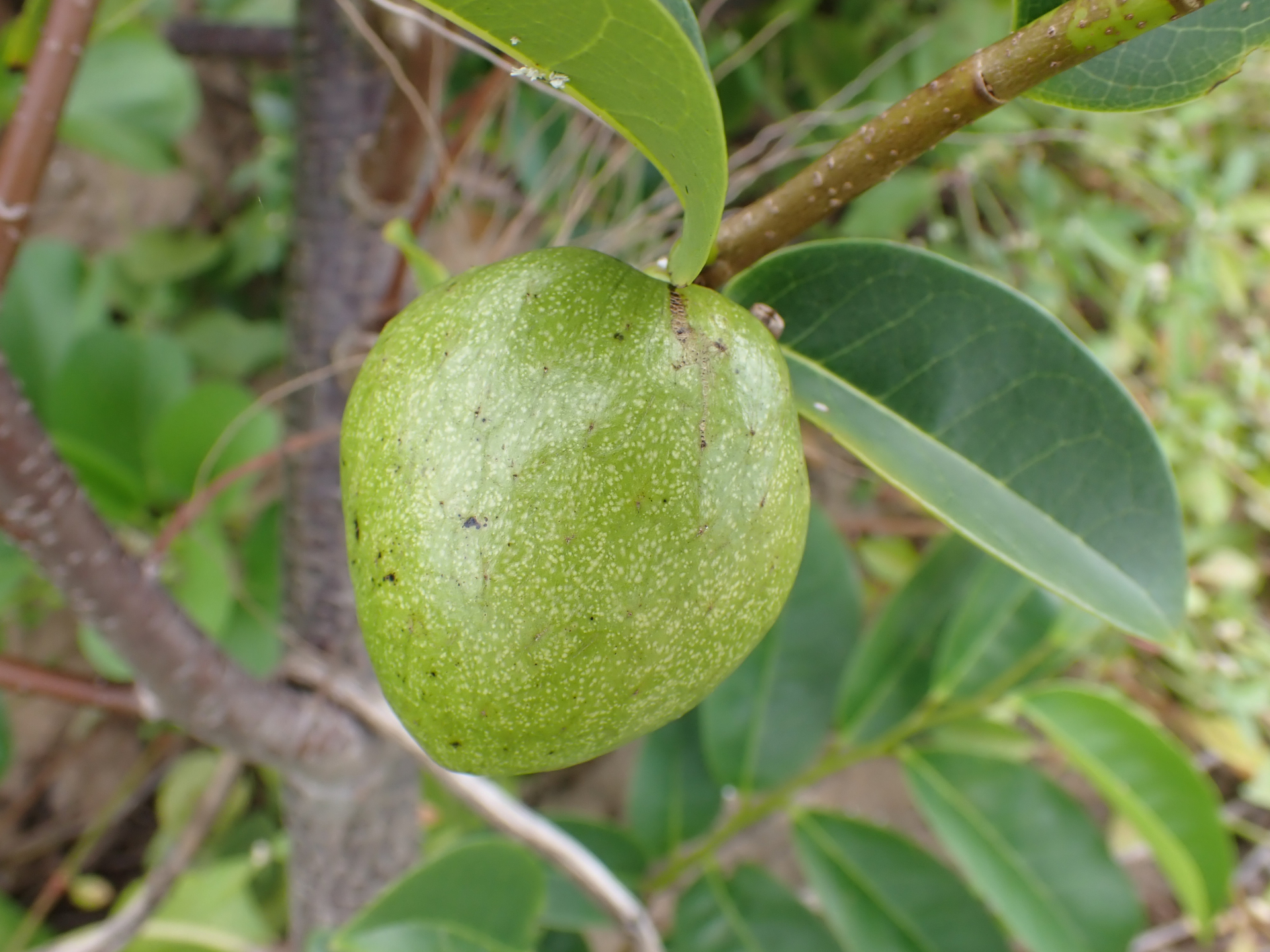 Annona glabra Forssk. - Photo Bivouac Naturaliste