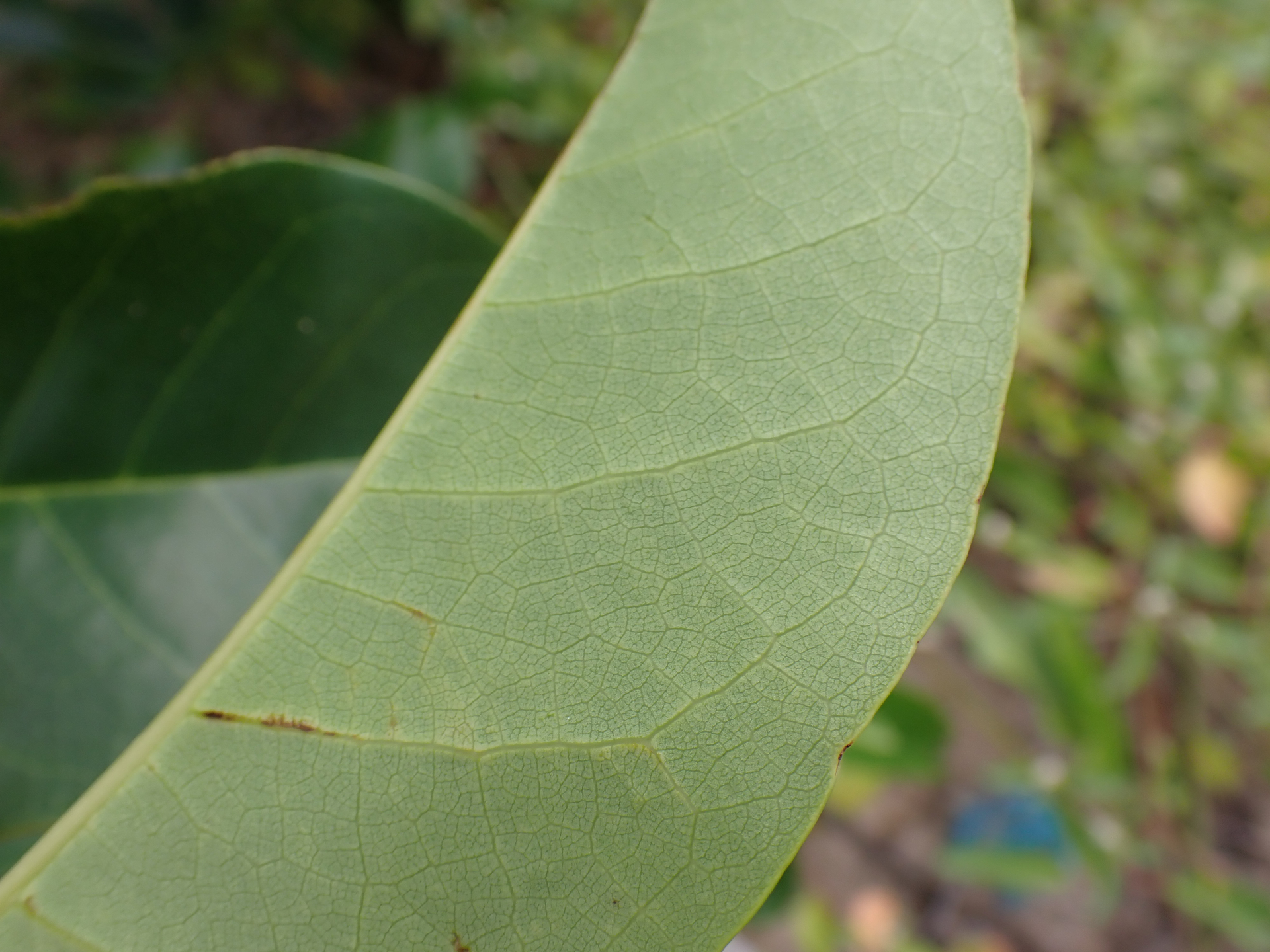 Annona glabra Forssk. - Photo Bivouac Naturaliste