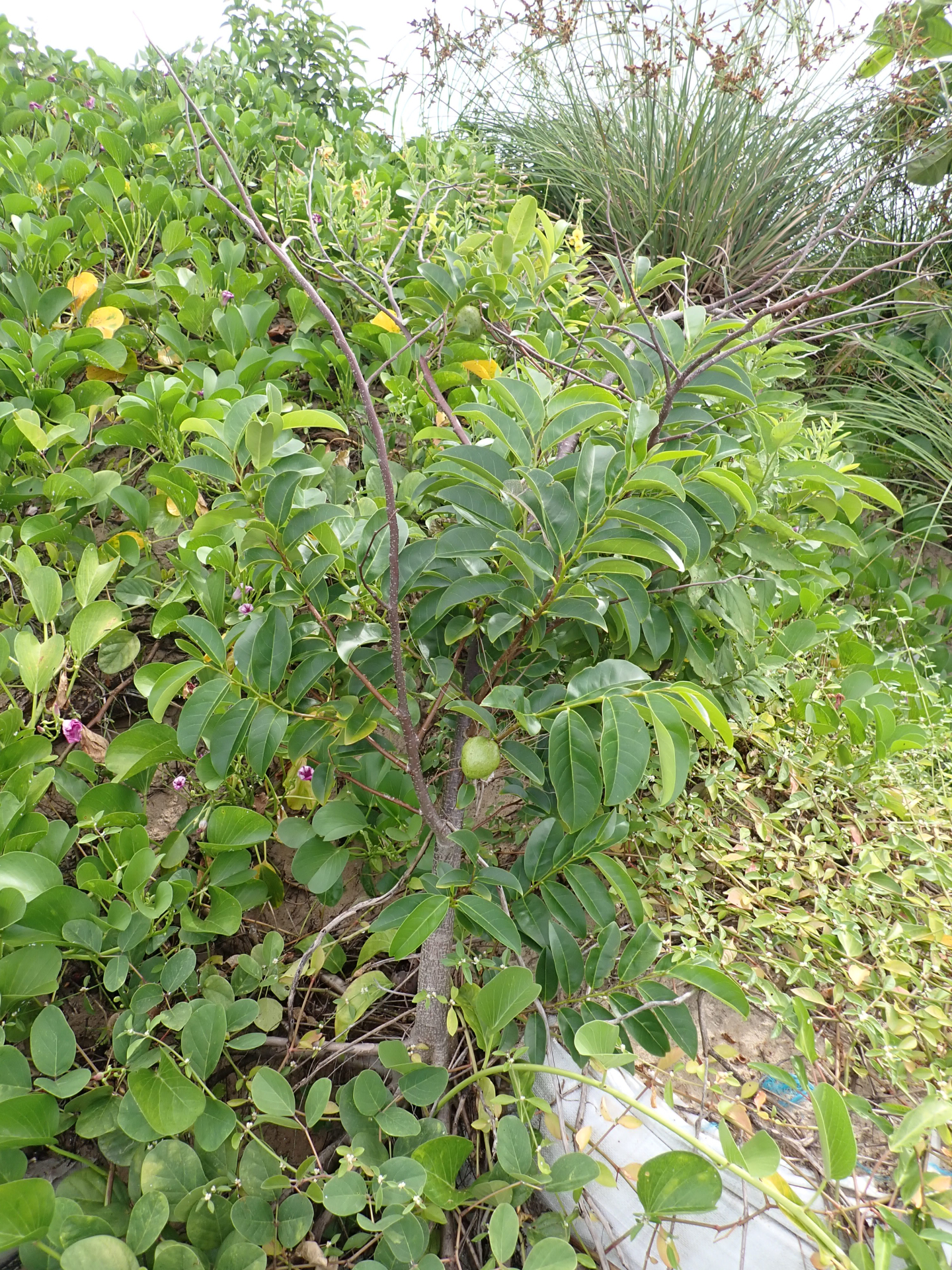 Annona glabra Forssk. - Photo Bivouac Naturaliste