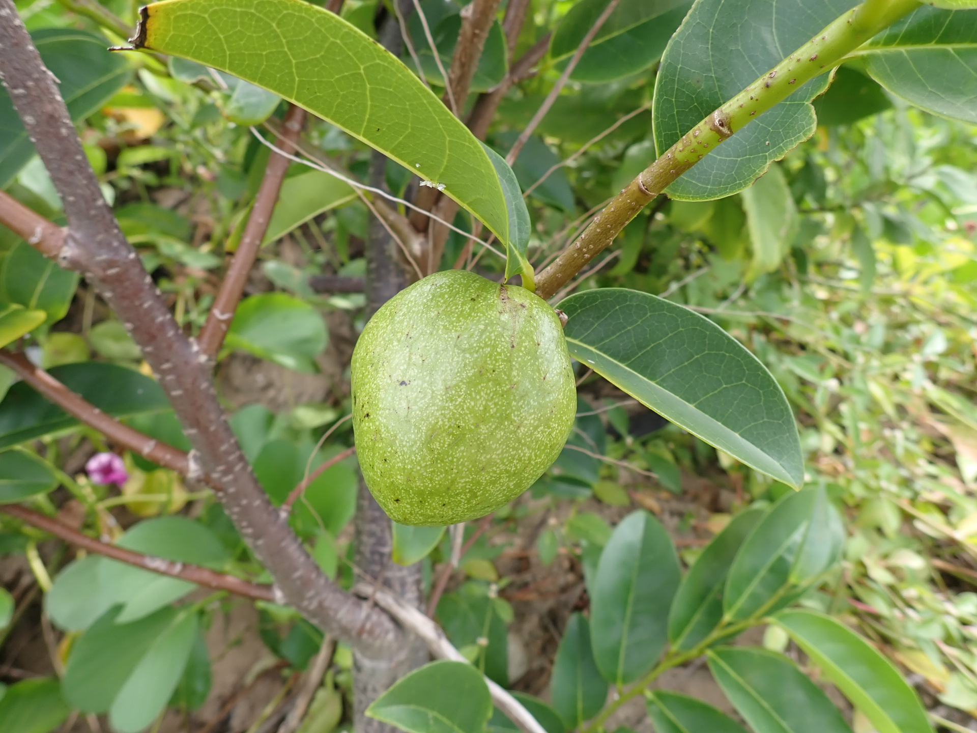 Annona glabra Forssk. - Photo Bivouac Naturaliste