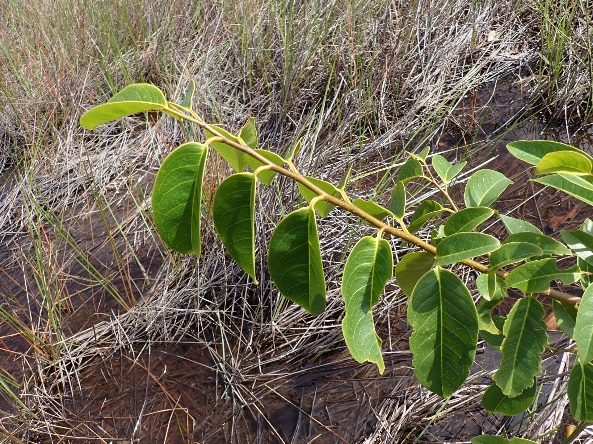 Annona glabra Forssk. - Photo Bivouac Naturaliste