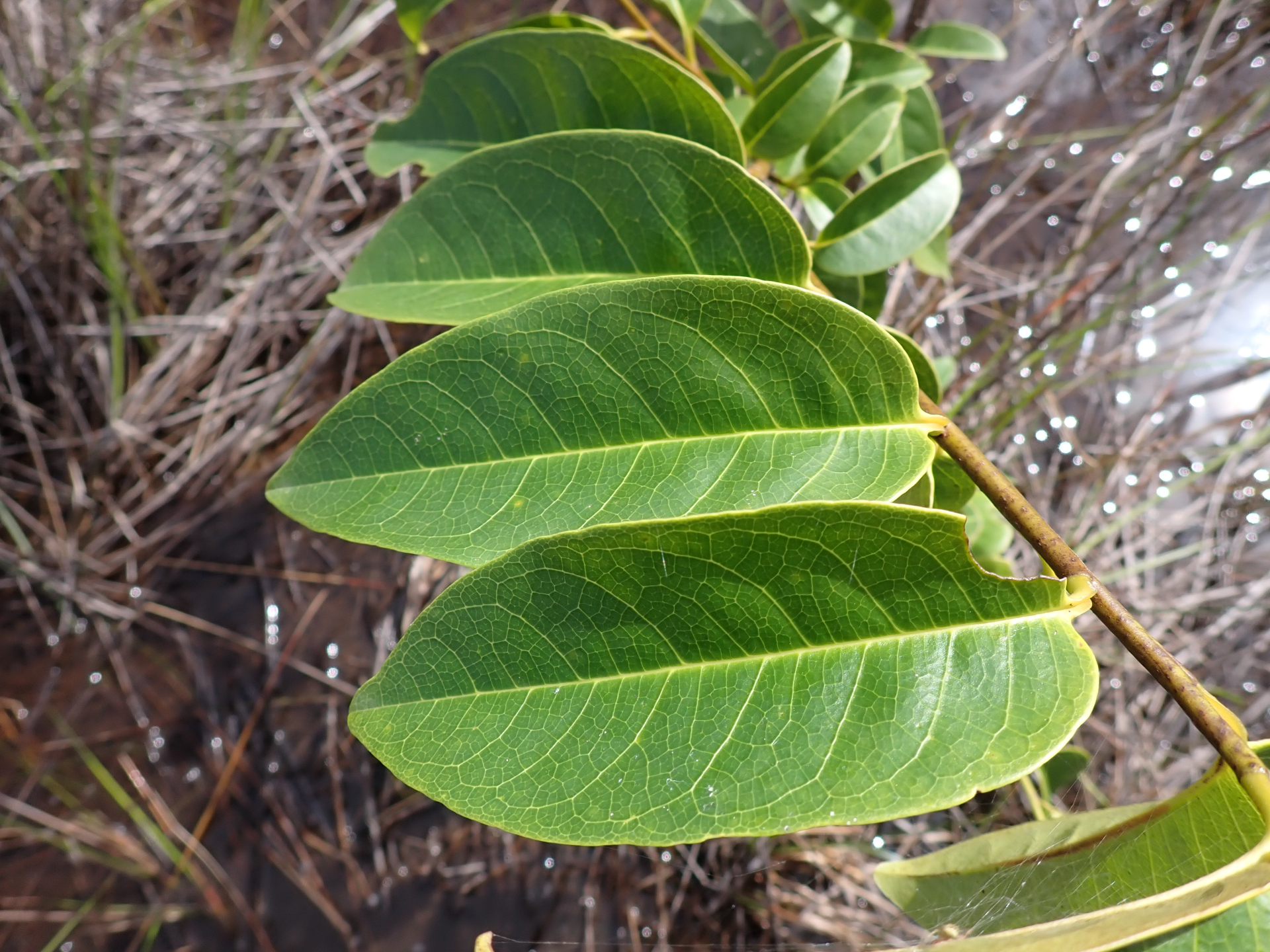 Annona glabra Forssk. - Photo Bivouac Naturaliste