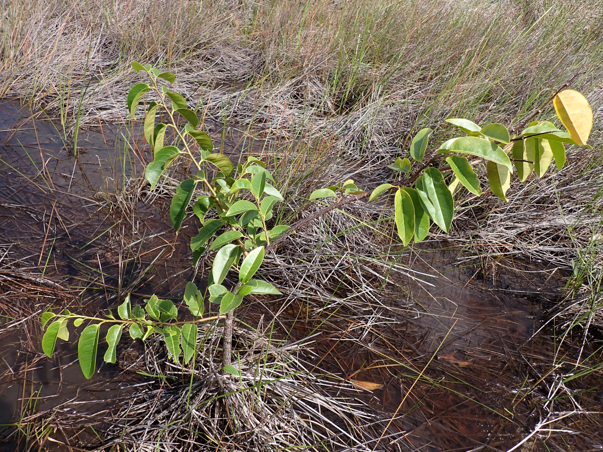 Annona glabra Forssk. - Photo Bivouac Naturaliste