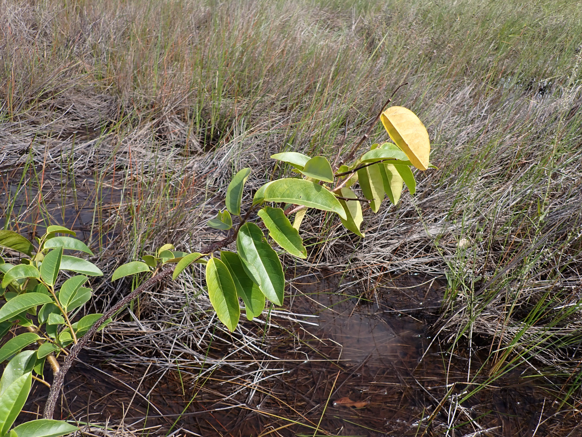Annona glabra Forssk. - Photo Bivouac Naturaliste