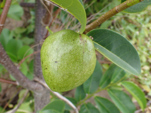 Annona glabra Forssk.