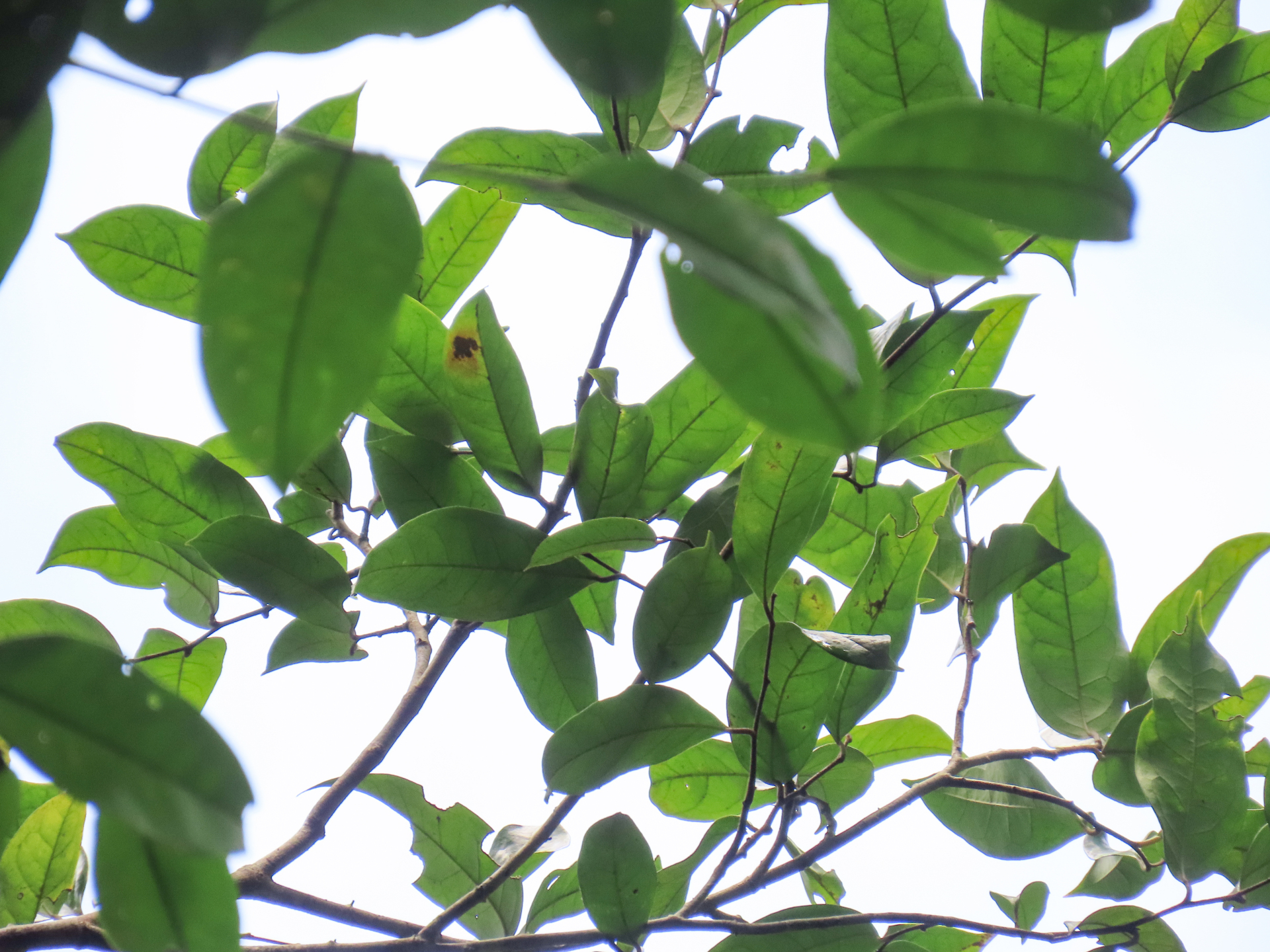 Annona foetida Mart. - Photo Bivouac Naturaliste