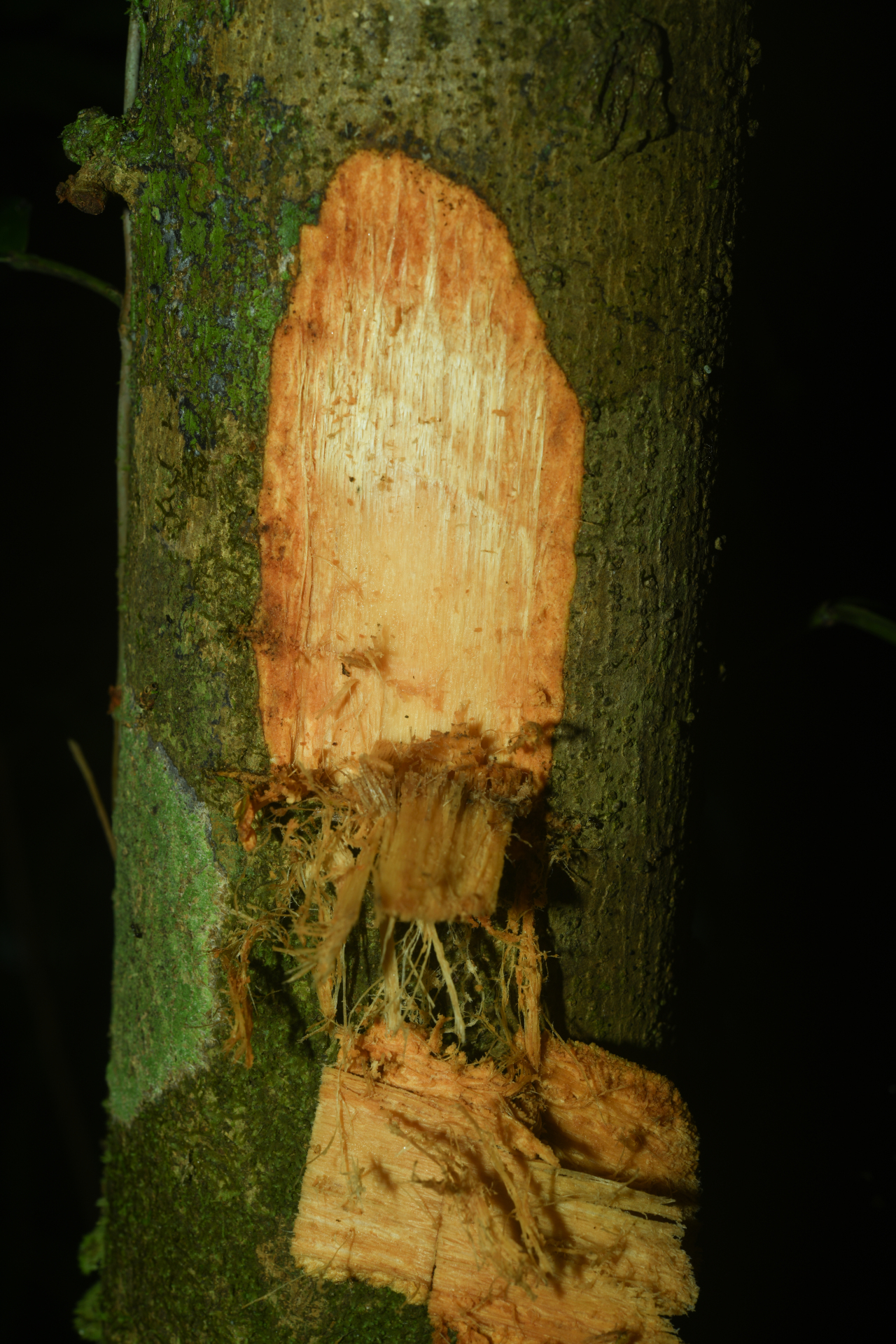 Annona foetida Mart. - Photo Bivouac Naturaliste