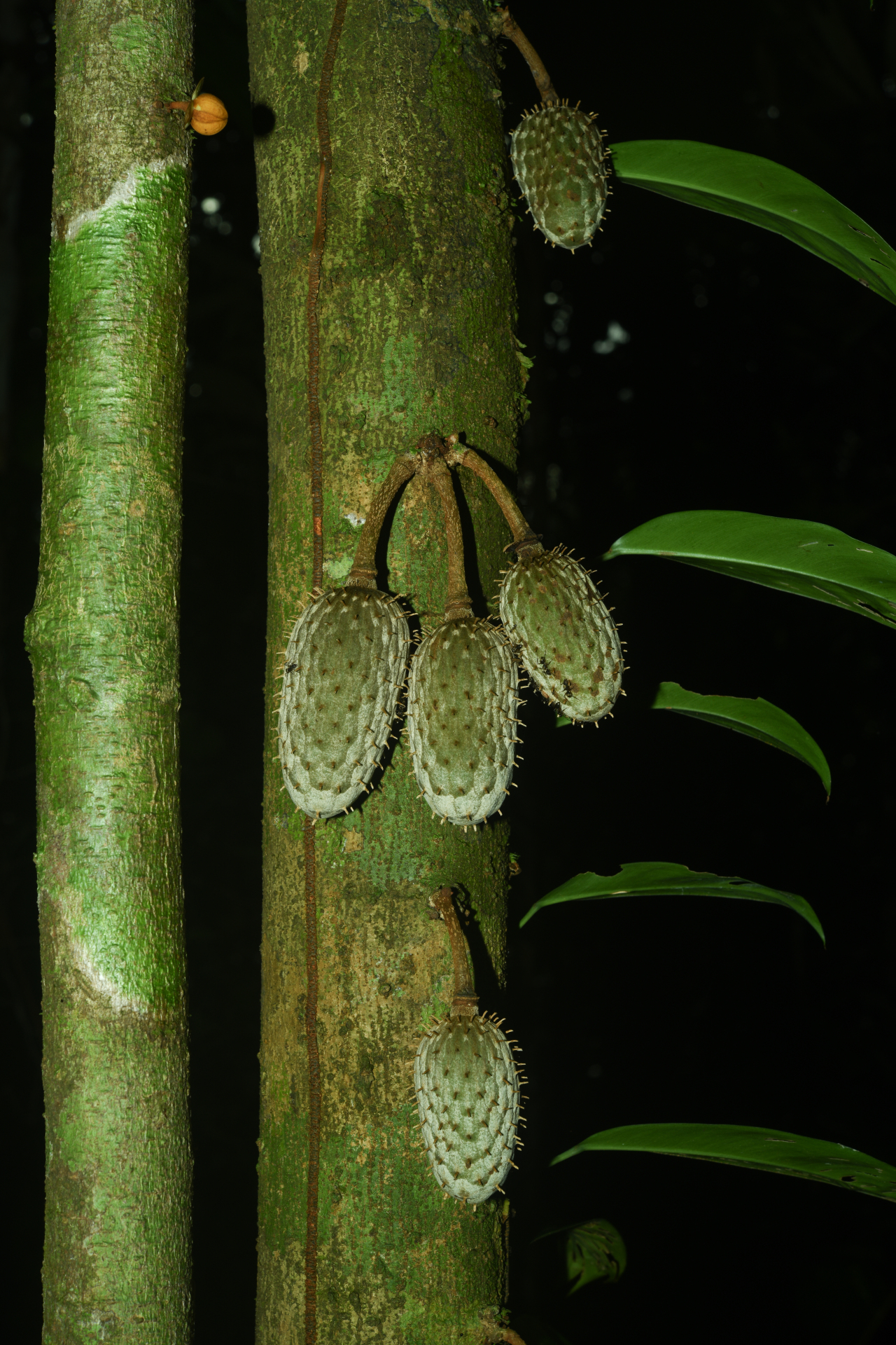 Annona foetida Mart. - Photo Bivouac Naturaliste