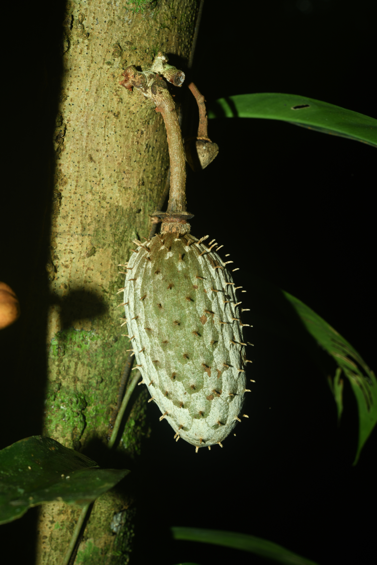 Annona foetida Mart. - Photo Bivouac Naturaliste
