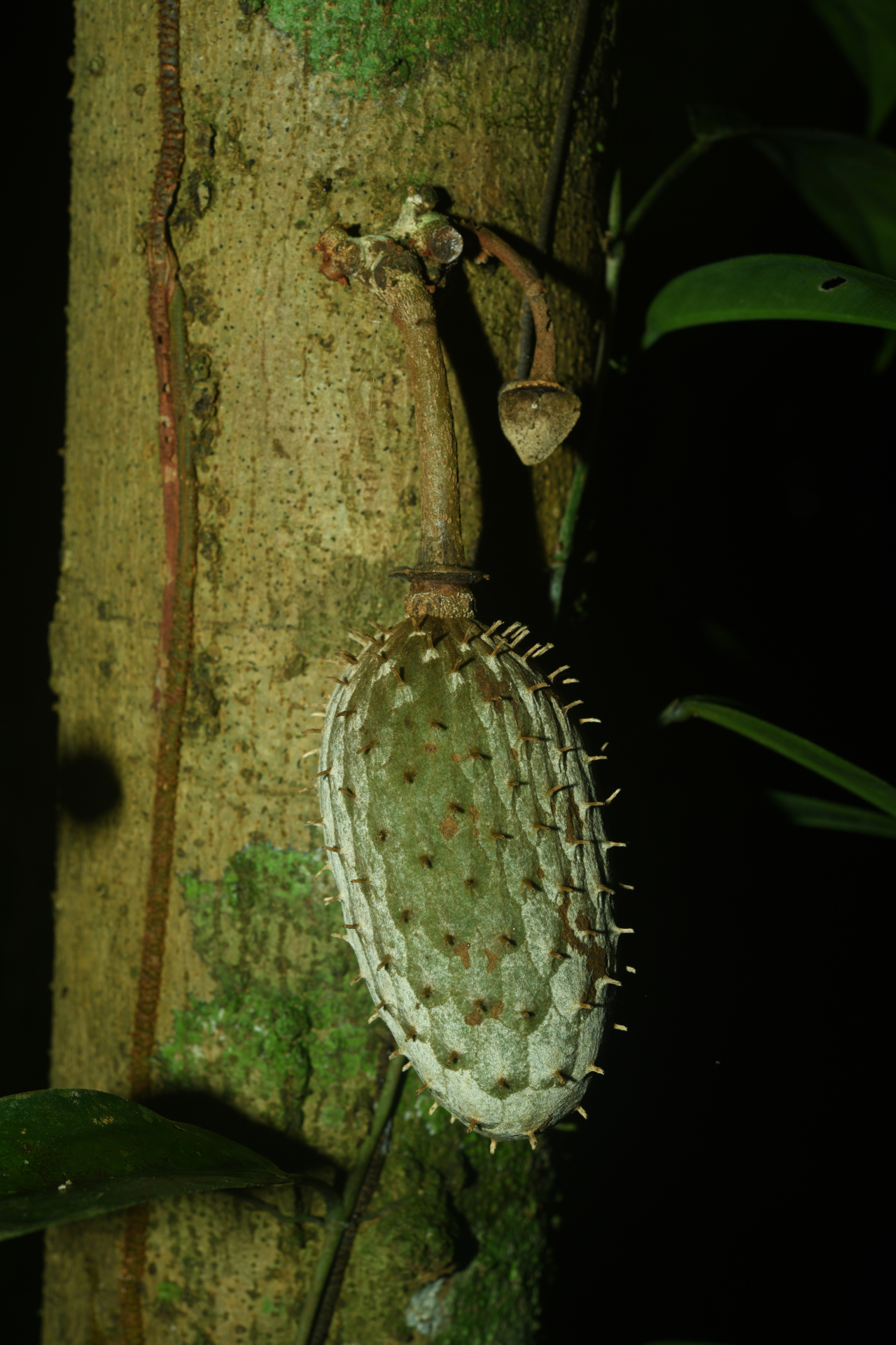 Annona foetida Mart. - Photo Bivouac Naturaliste