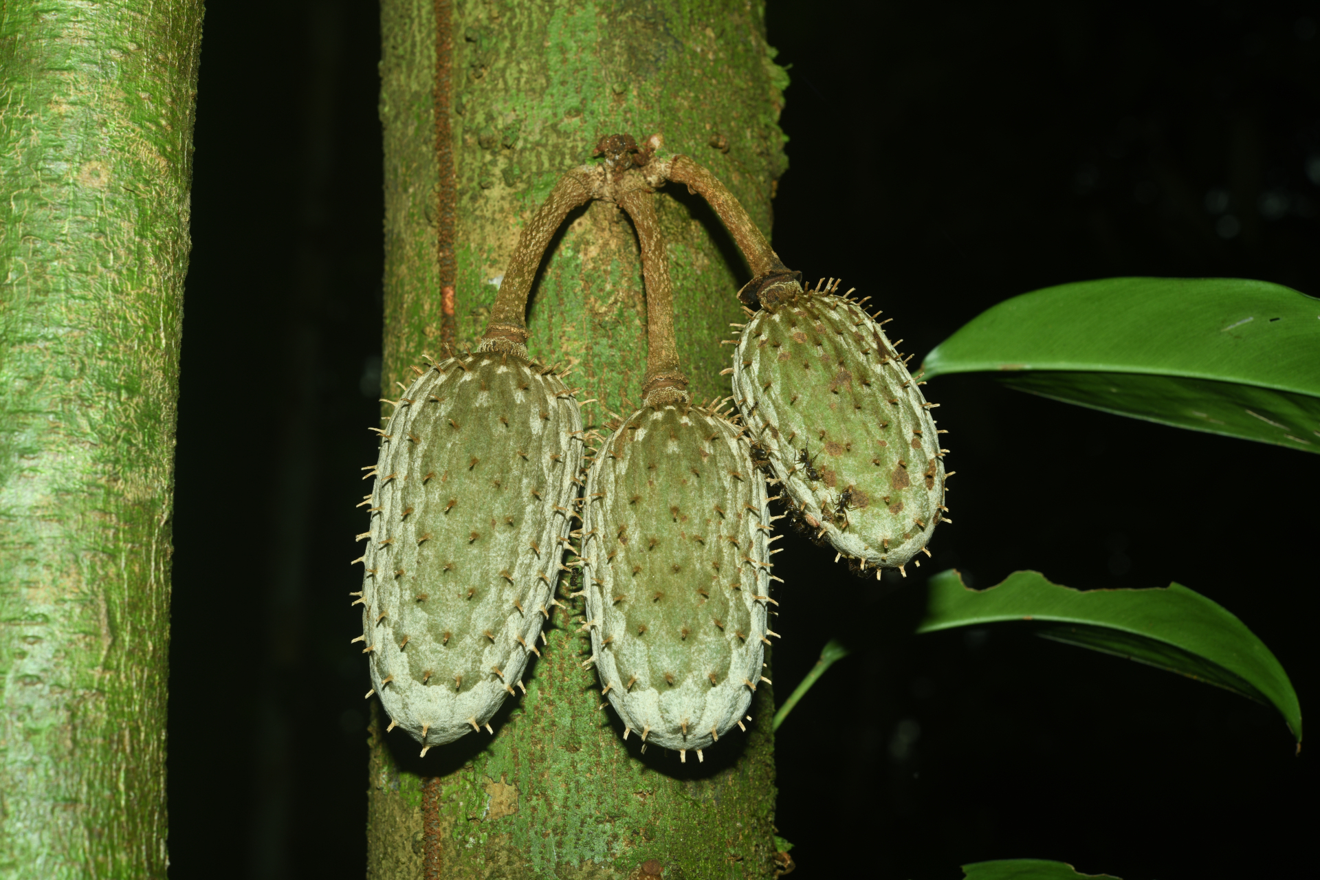 Annona foetida Mart. - Photo Bivouac Naturaliste