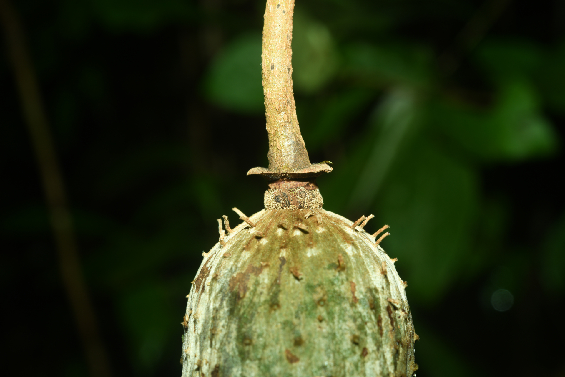 Annona foetida Mart. - Photo Bivouac Naturaliste
