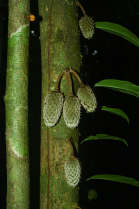 Annona foetida Mart.