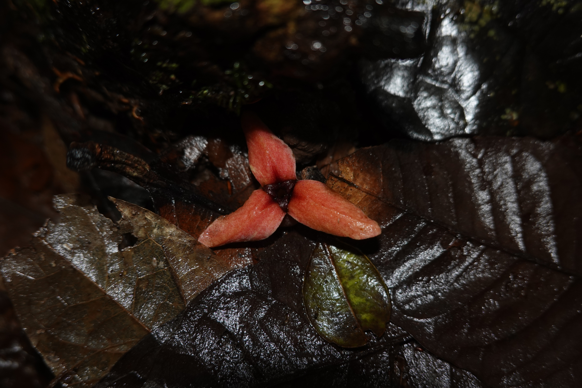 Annona ambotay Aubl. - Photo Bivouac Naturaliste