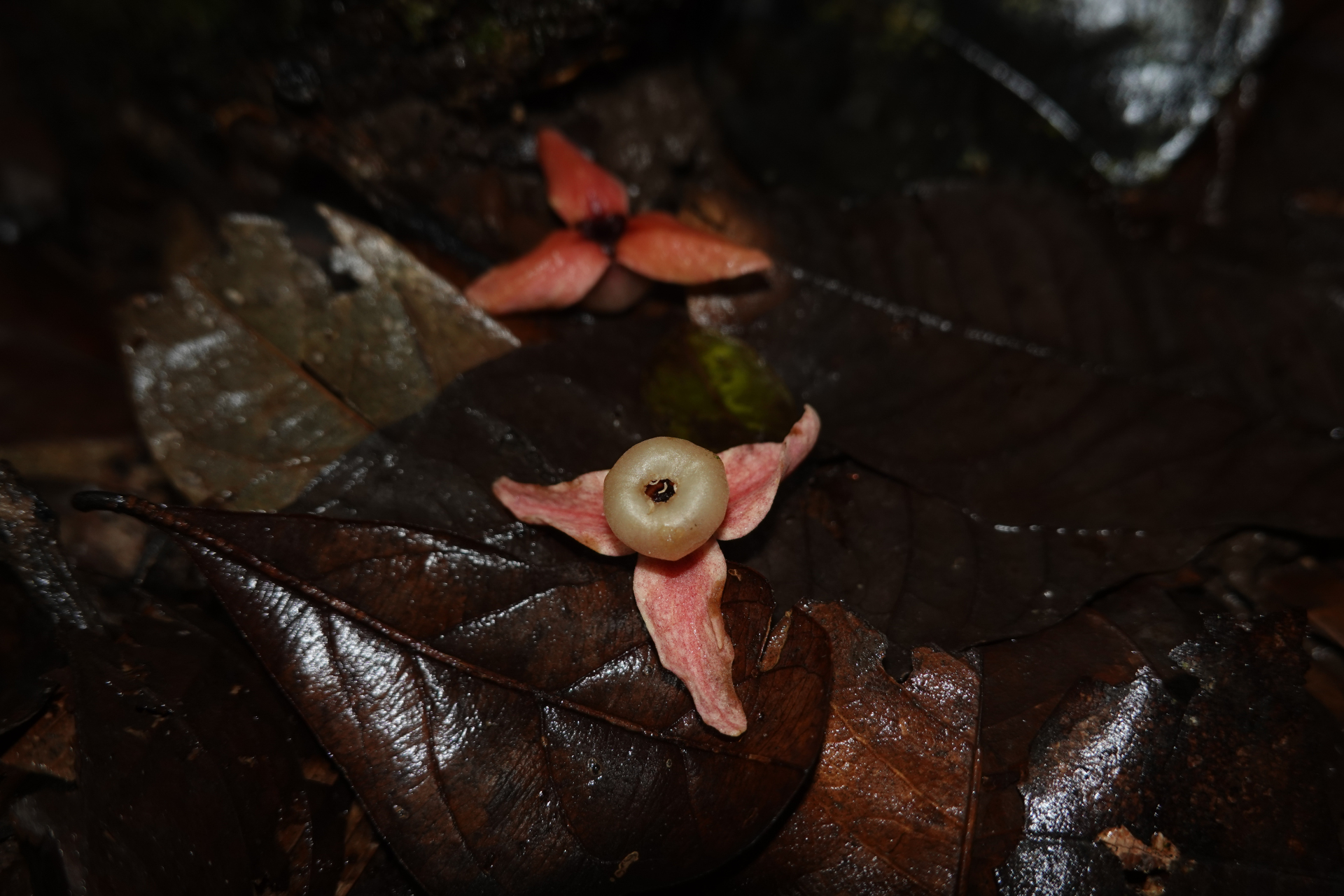 Annona ambotay Aubl. - Photo Bivouac Naturaliste