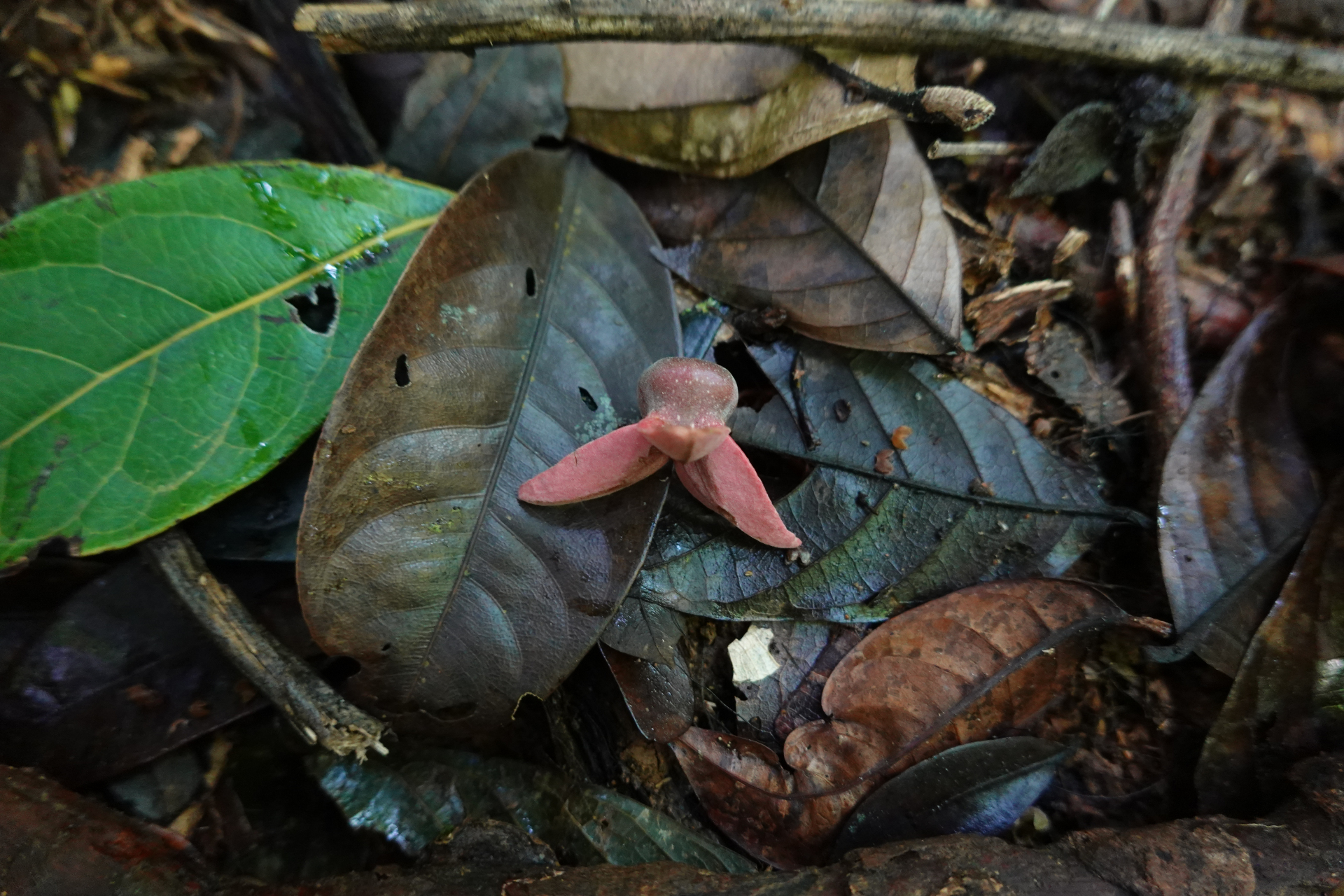 Annona haematantha Miq. - Photo Bivouac Naturaliste