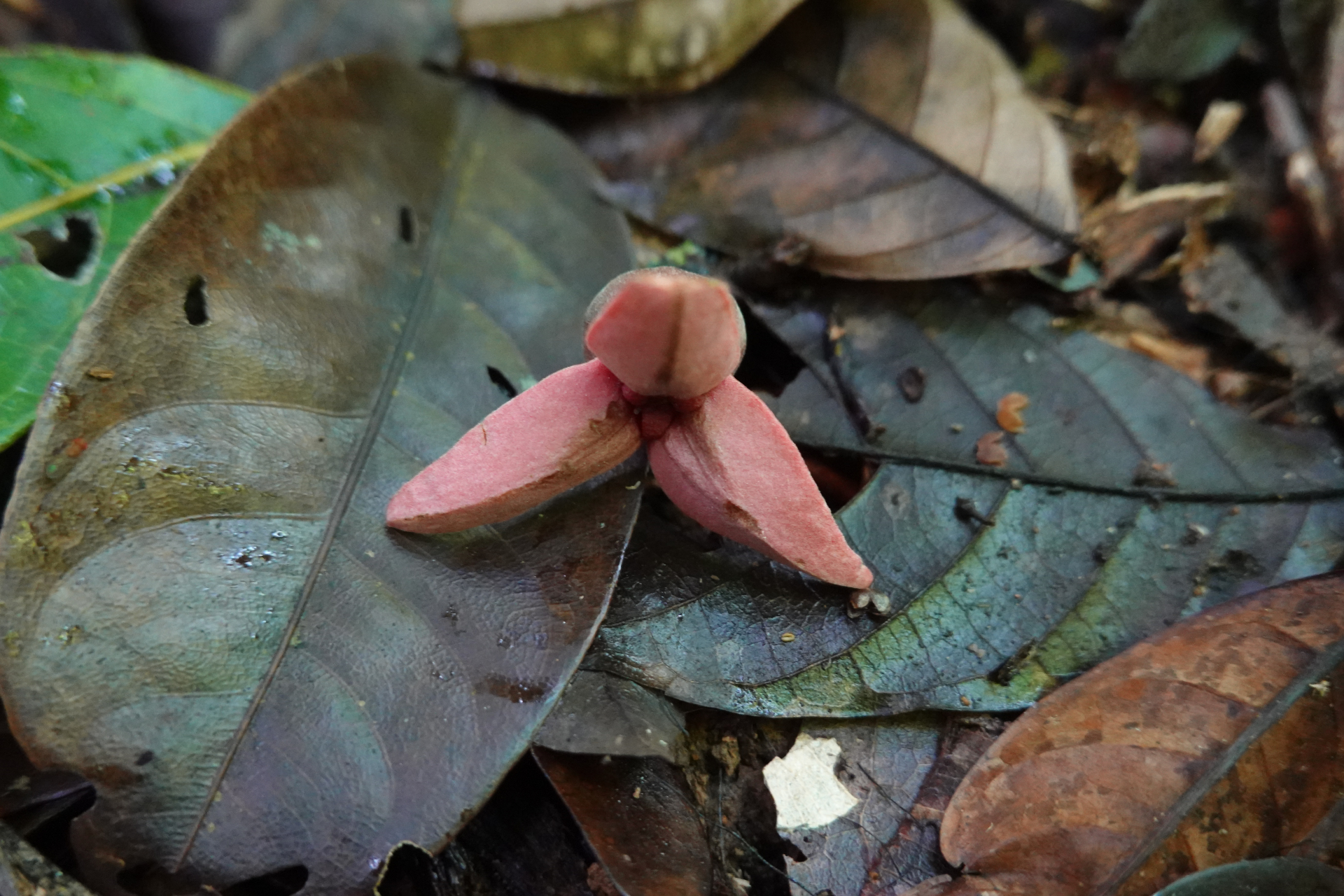 Annona haematantha Miq. - Photo Bivouac Naturaliste