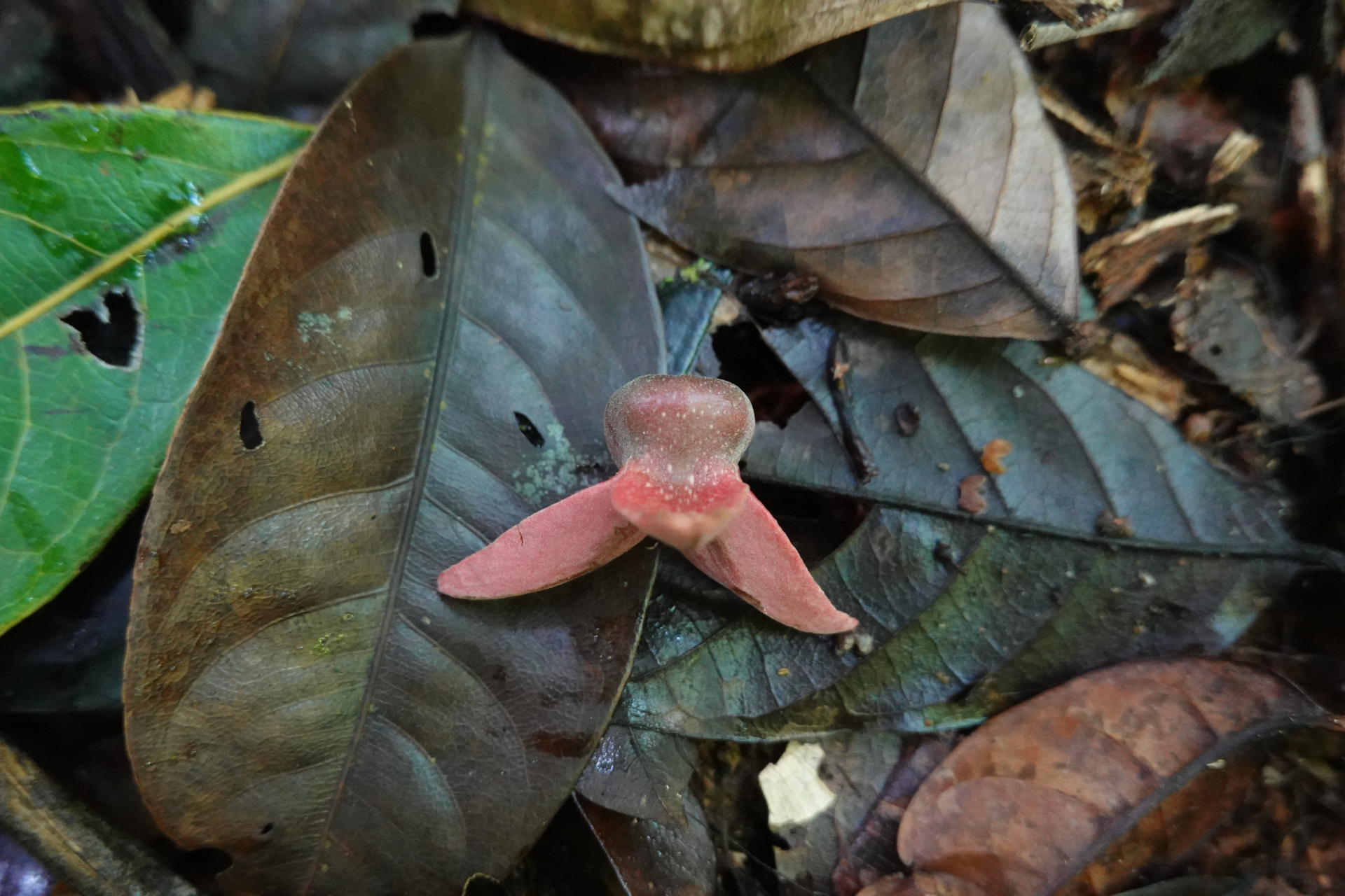 Annona haematantha Miq. - Photo Bivouac Naturaliste