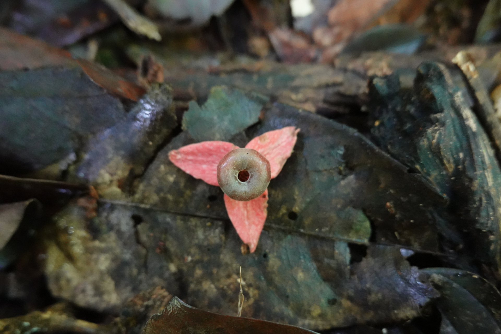 Annona haematantha Miq. - Photo Bivouac Naturaliste
