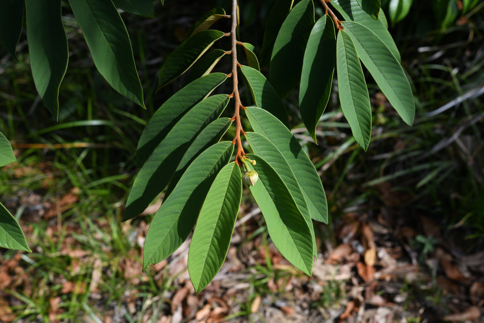 Annona paludosa Aubl. - Photo Bivouac Naturaliste
