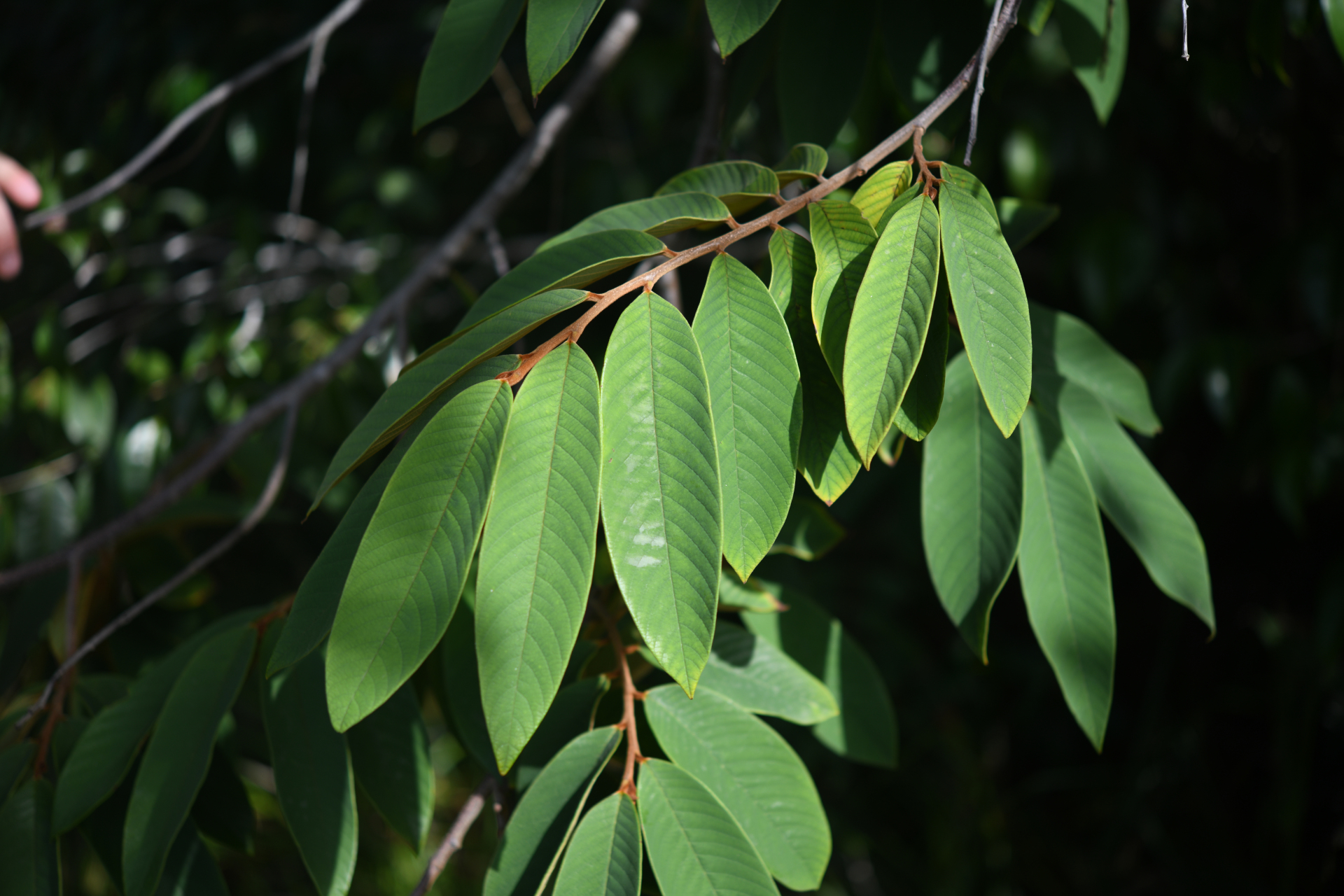 Annona paludosa Aubl. - Photo Bivouac Naturaliste