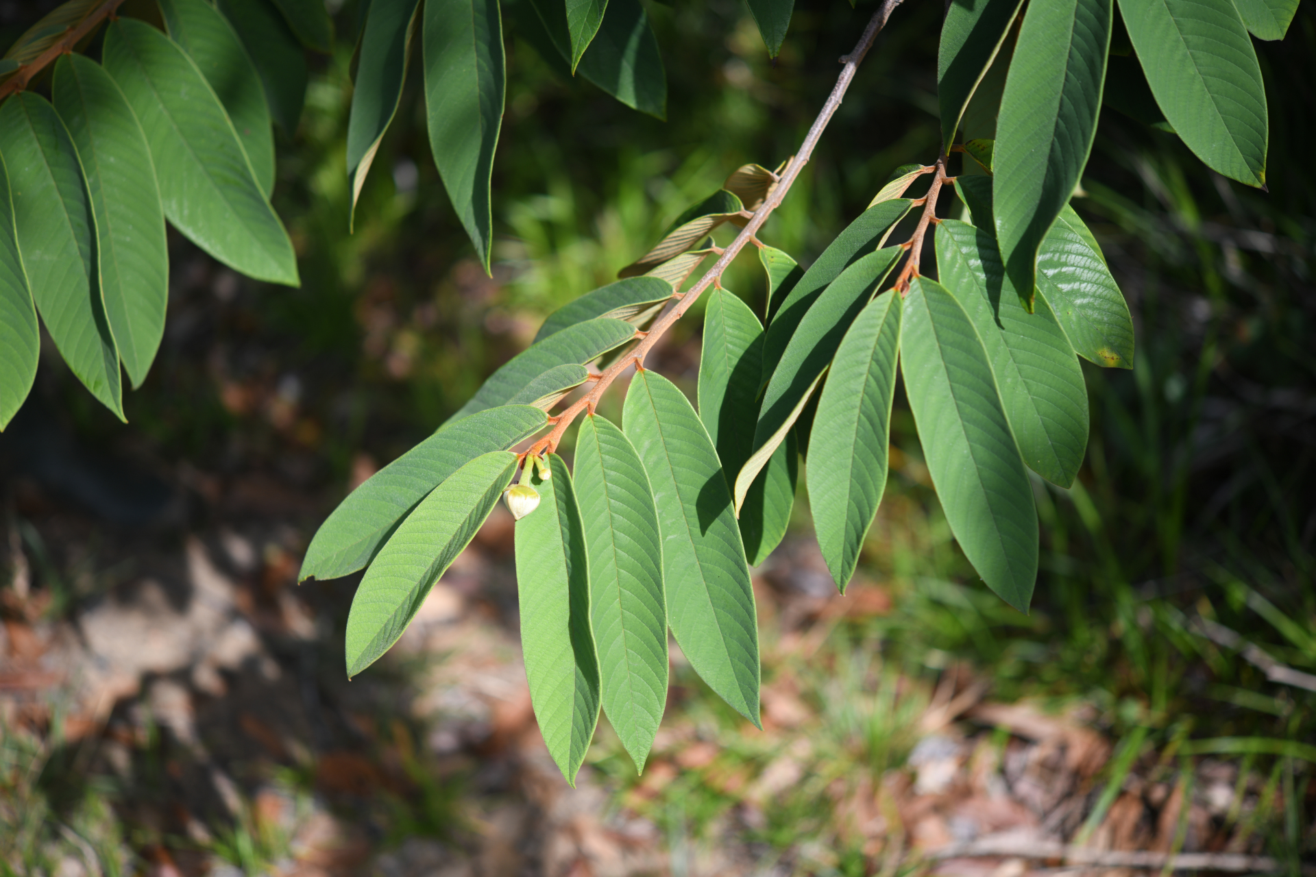 Annona paludosa Aubl. - Photo Bivouac Naturaliste