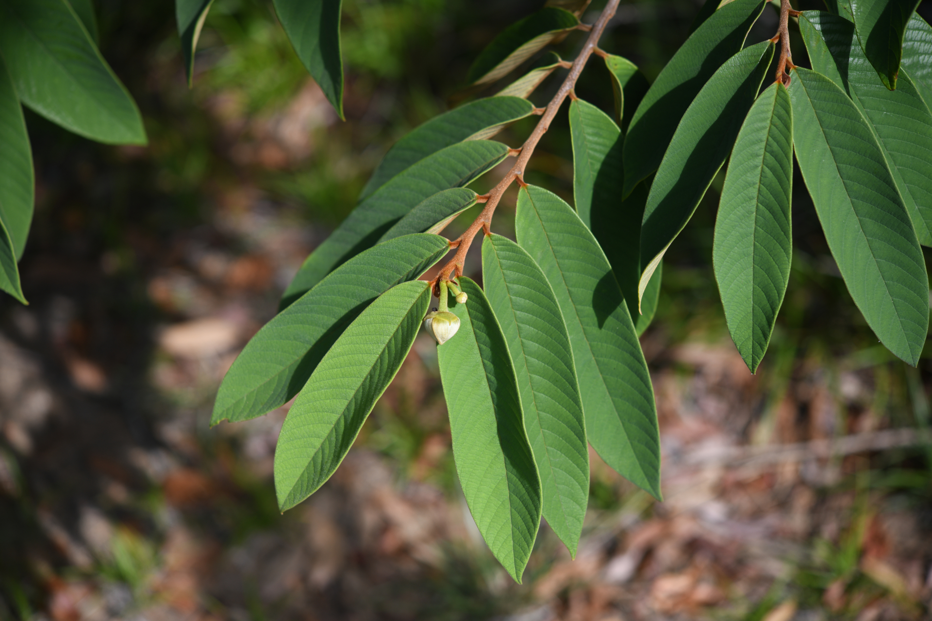Annona paludosa Aubl. - Photo Bivouac Naturaliste