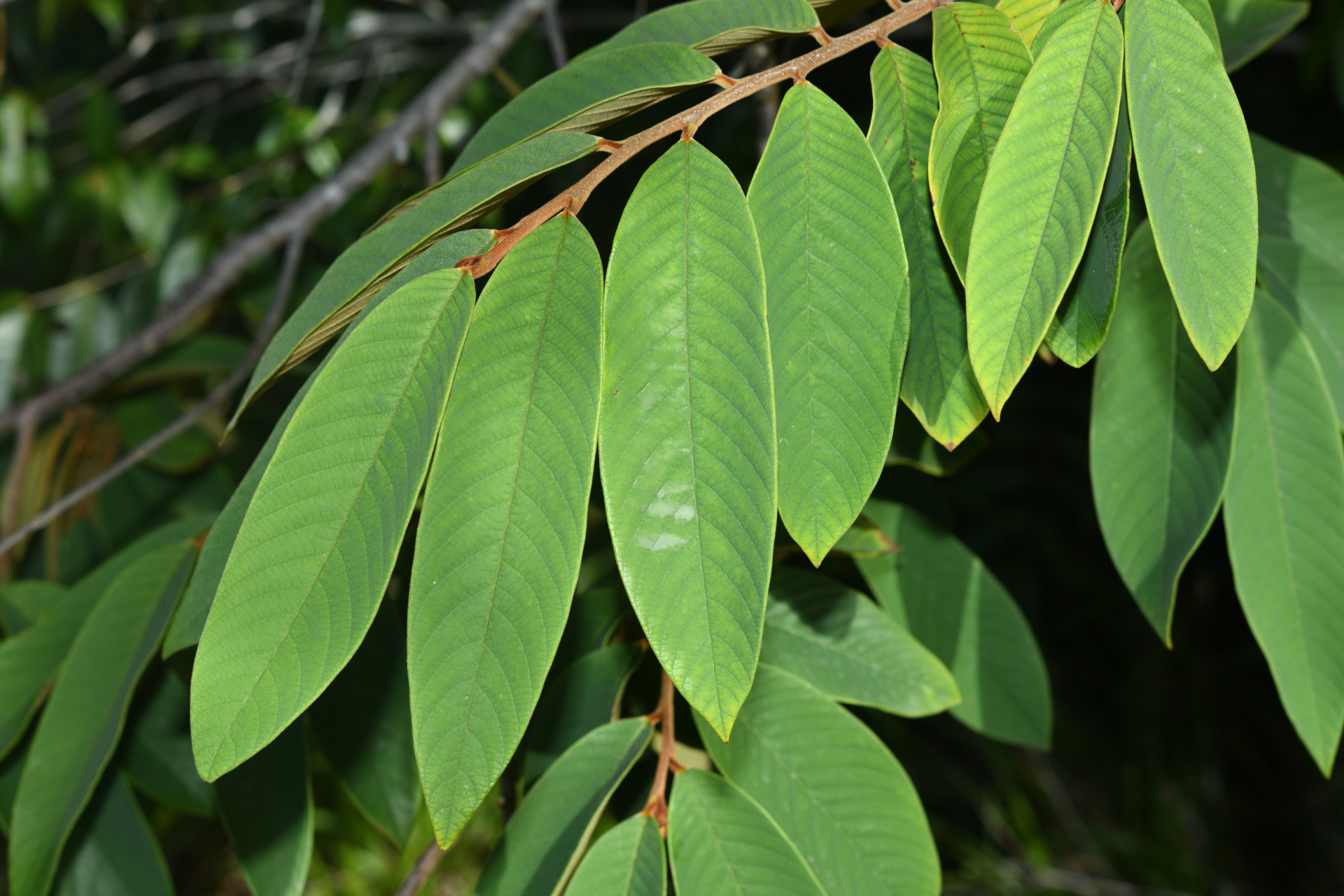 Annona paludosa Aubl. - Photo Bivouac Naturaliste