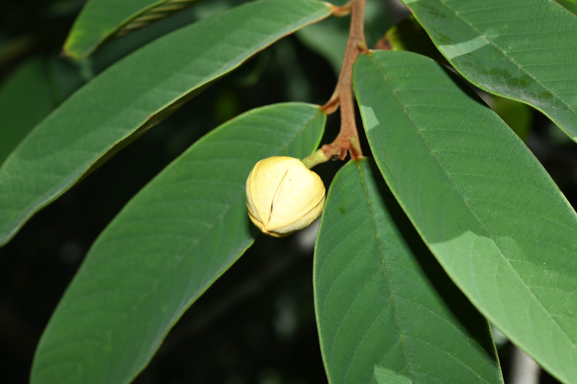 Annona paludosa Aubl. - Photo Bivouac Naturaliste