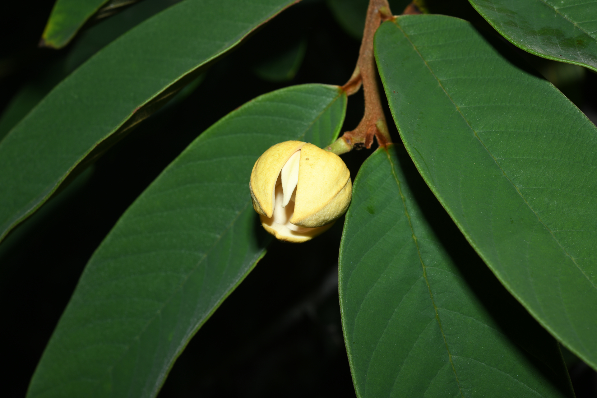 Annona paludosa Aubl. - Photo Bivouac Naturaliste