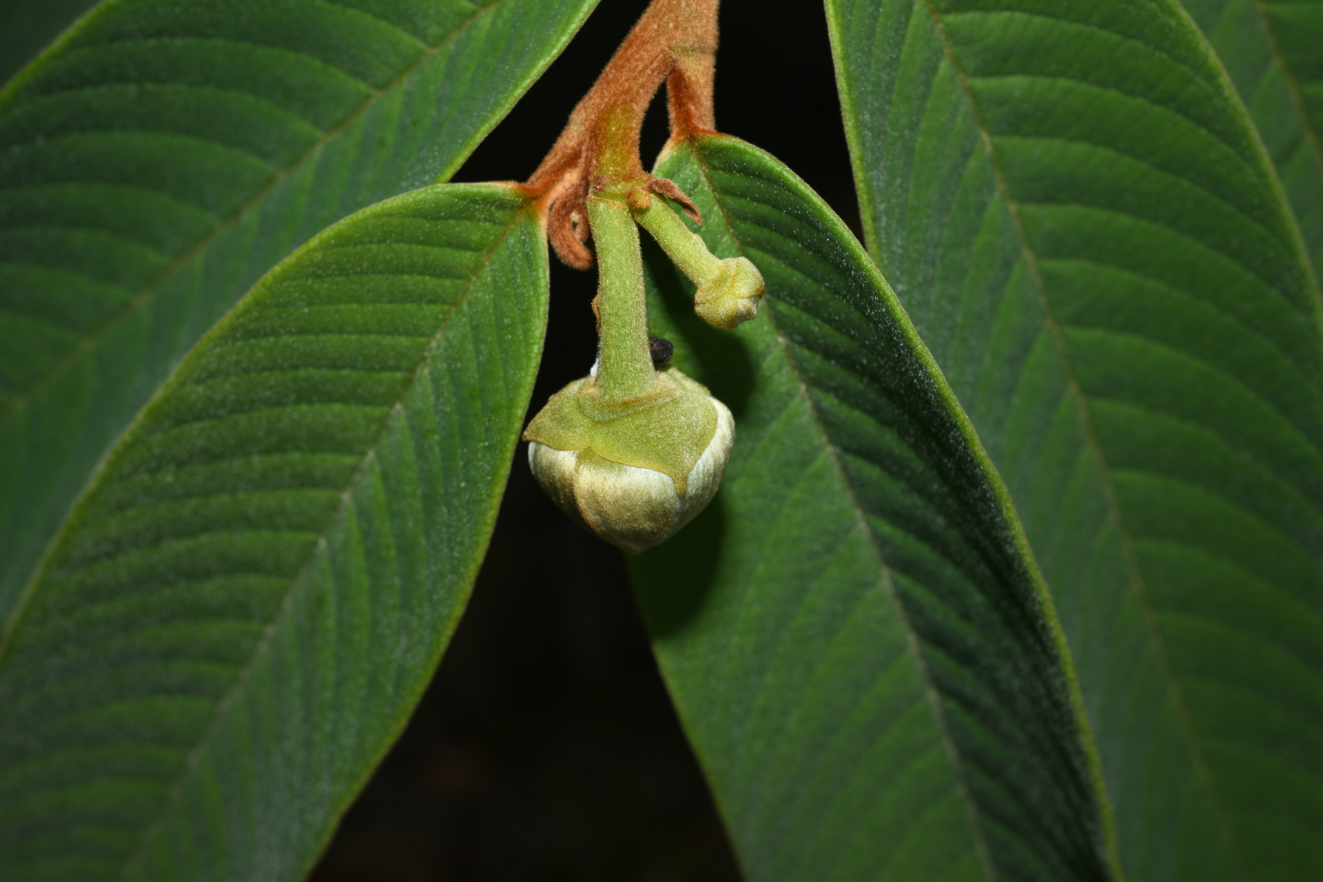 Annona paludosa Aubl. - Photo Bivouac Naturaliste