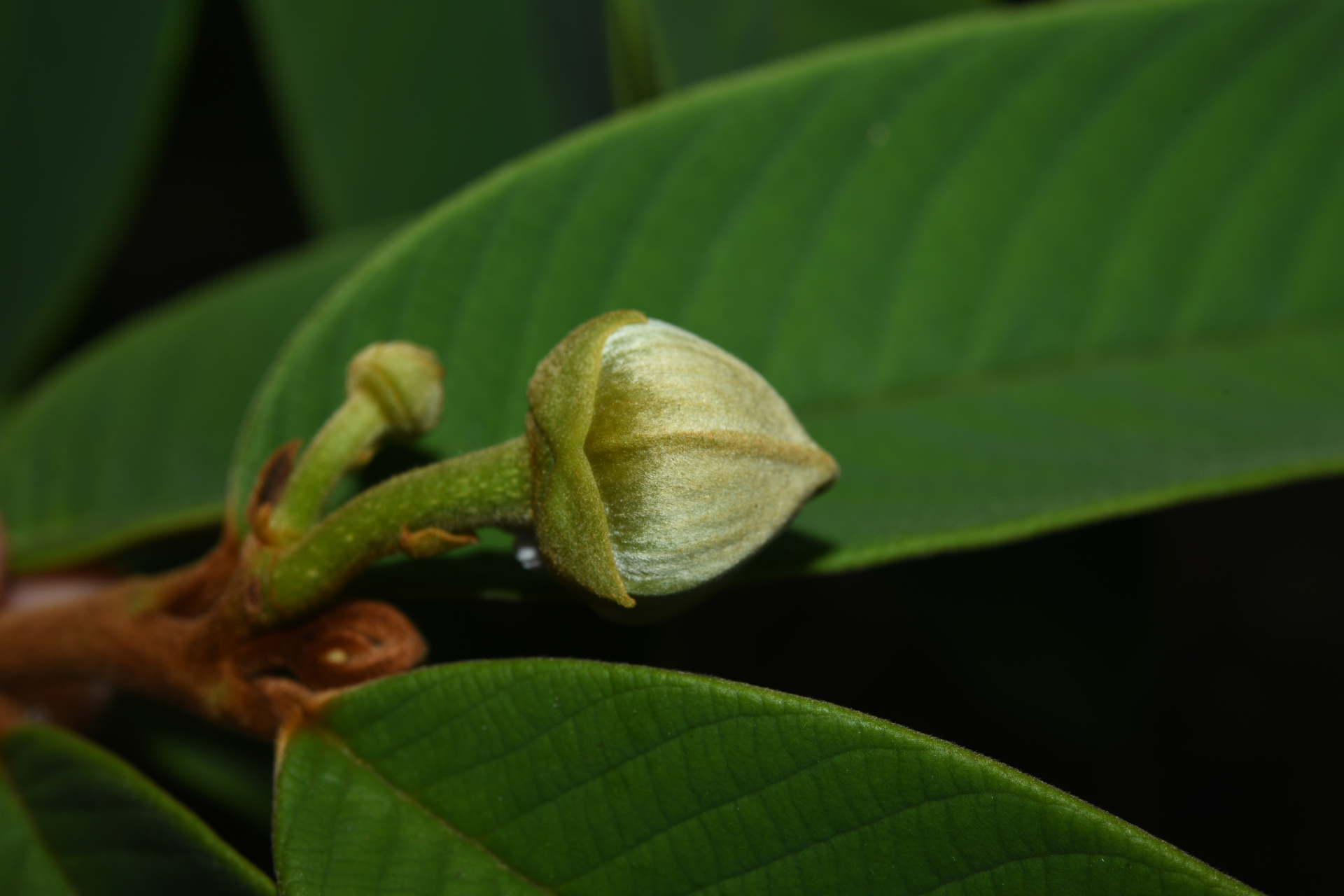 Annona paludosa Aubl. - Photo Bivouac Naturaliste